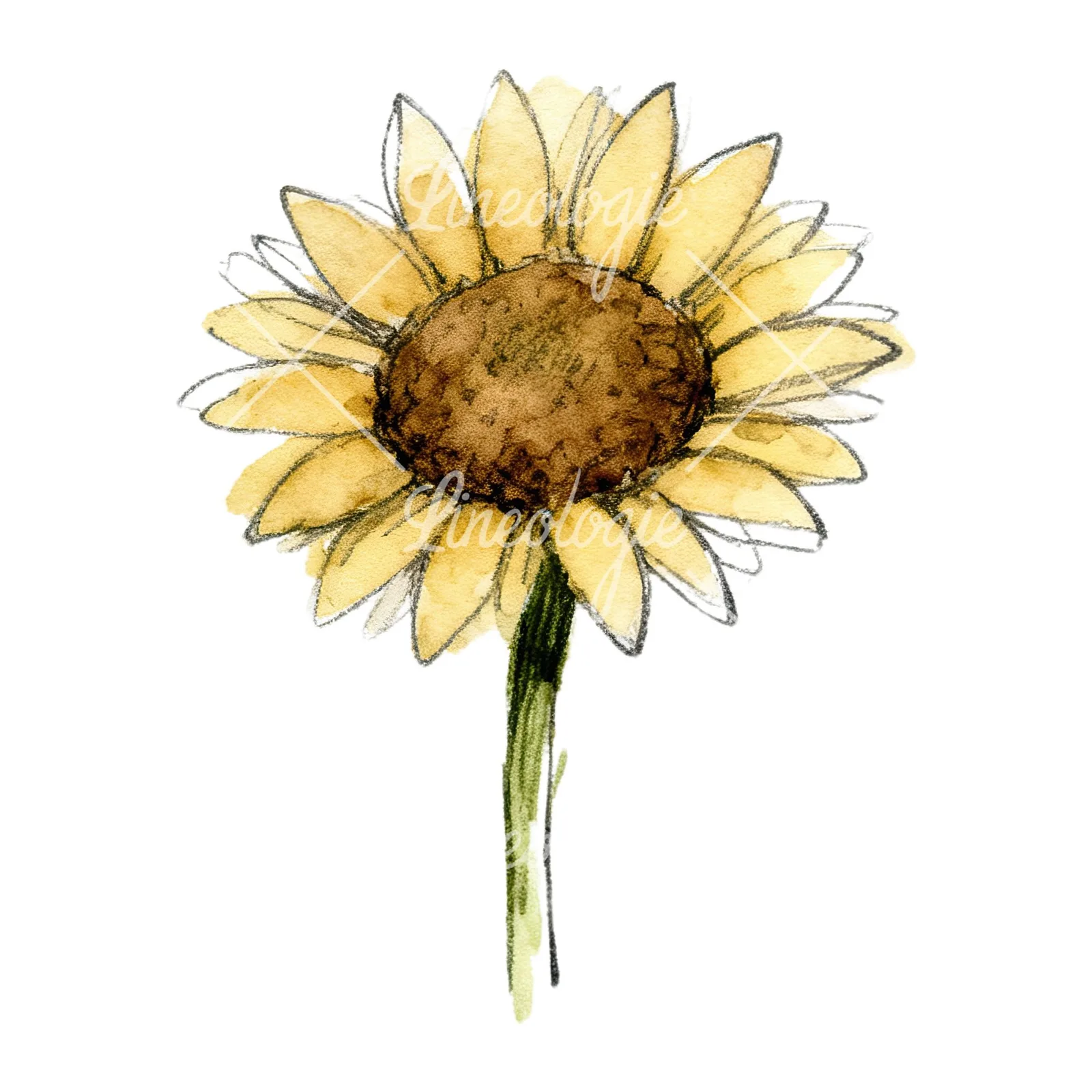 Watercolor sunflower flower clipart 2 of 9 on a white background (JPG)