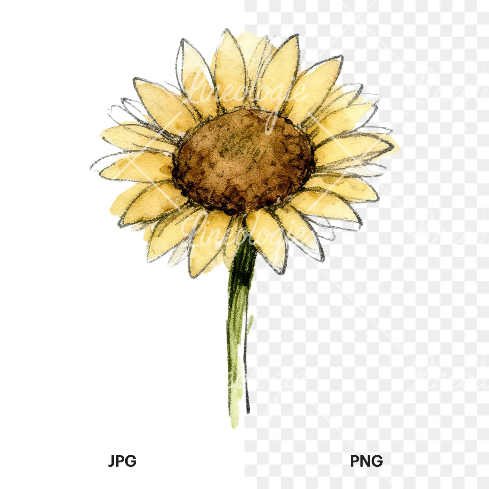 Watercolor sunflower flower clipart 2 of 9, as a JPG on white and a transparent PNG