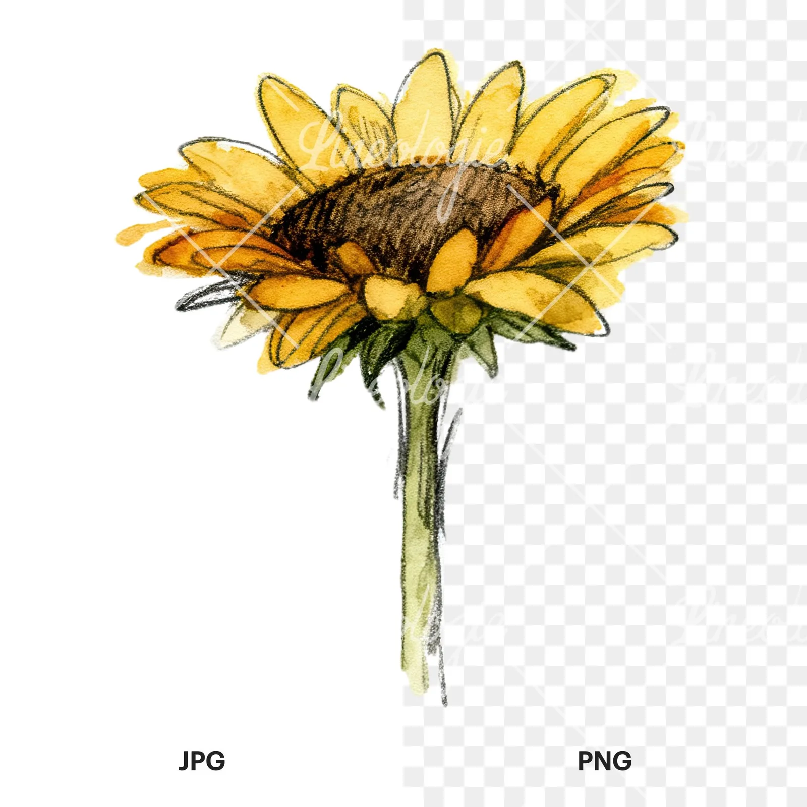 Watercolor sunflower flower clipart 3 of 9, as a JPG on white and a transparent PNG