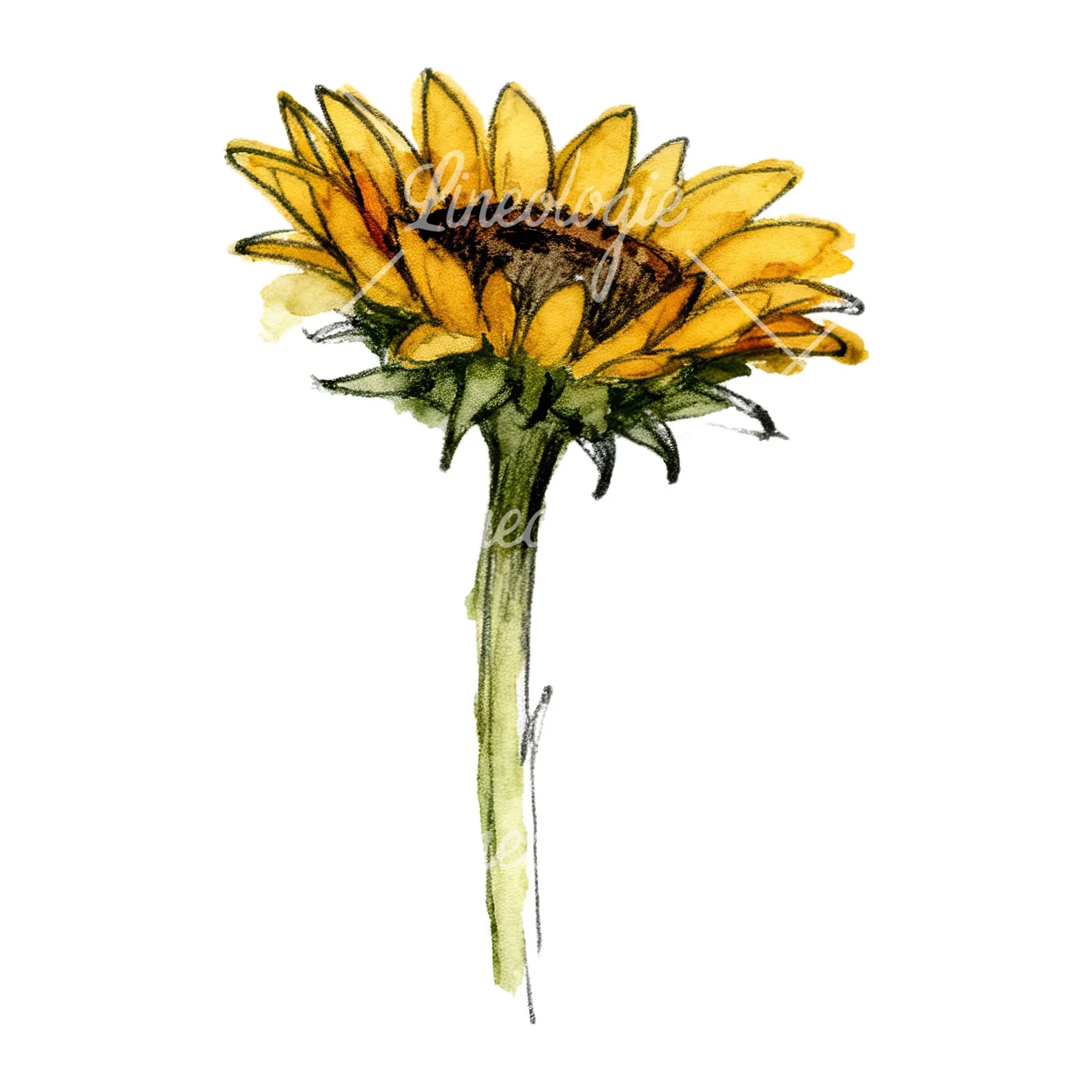 Watercolor sunflower flower clipart 4 of 9 on a white background (JPG)