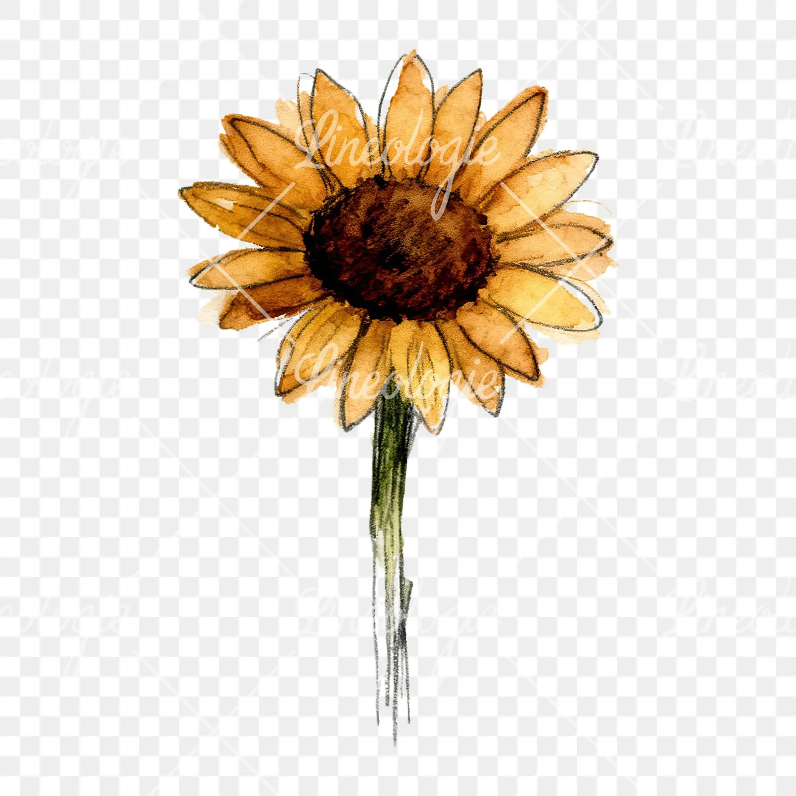 Watercolor sunflower flower clipart 6 of 9 on a transparent background (PNG)