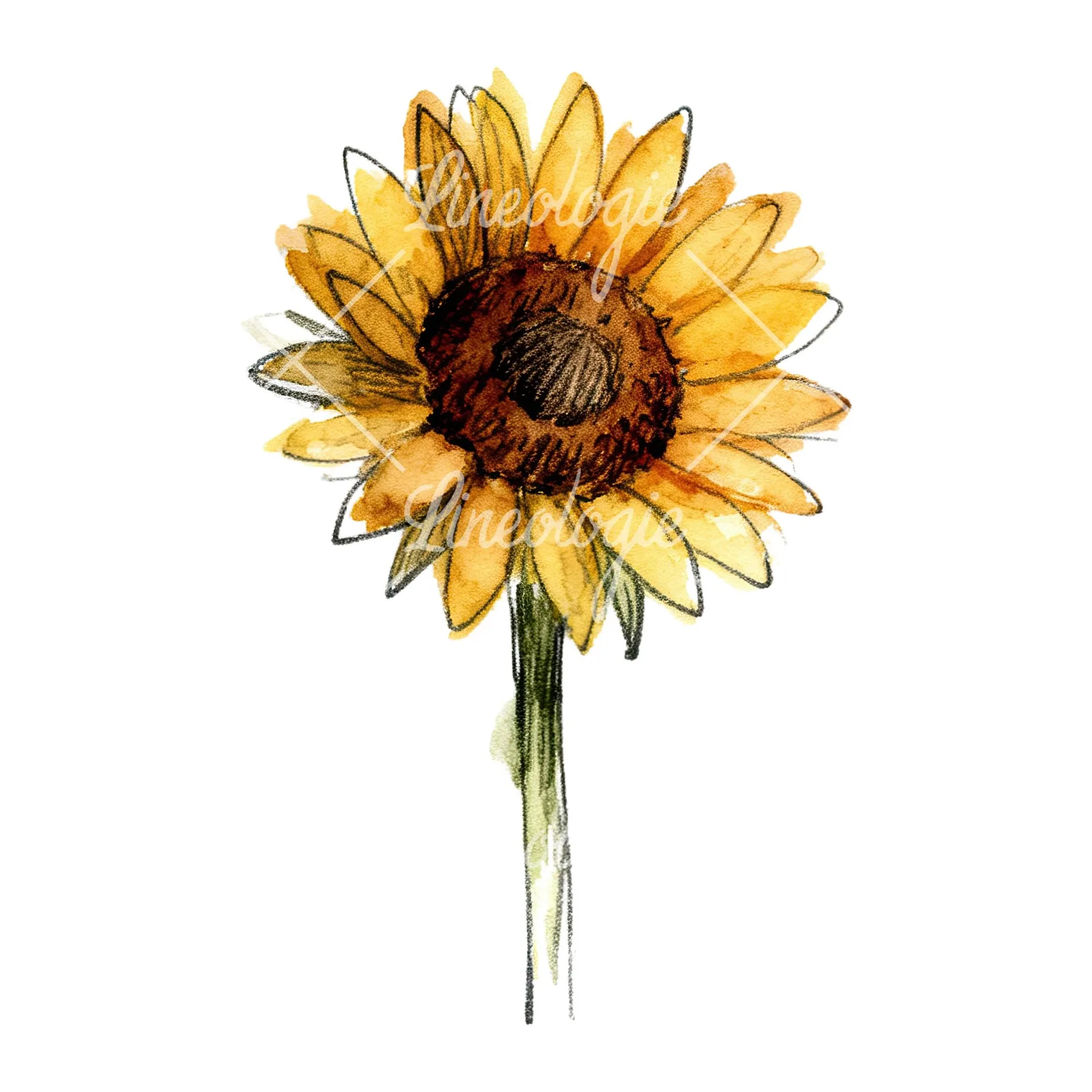 Watercolor sunflower flower clipart 7 of 9 on a white background (JPG)