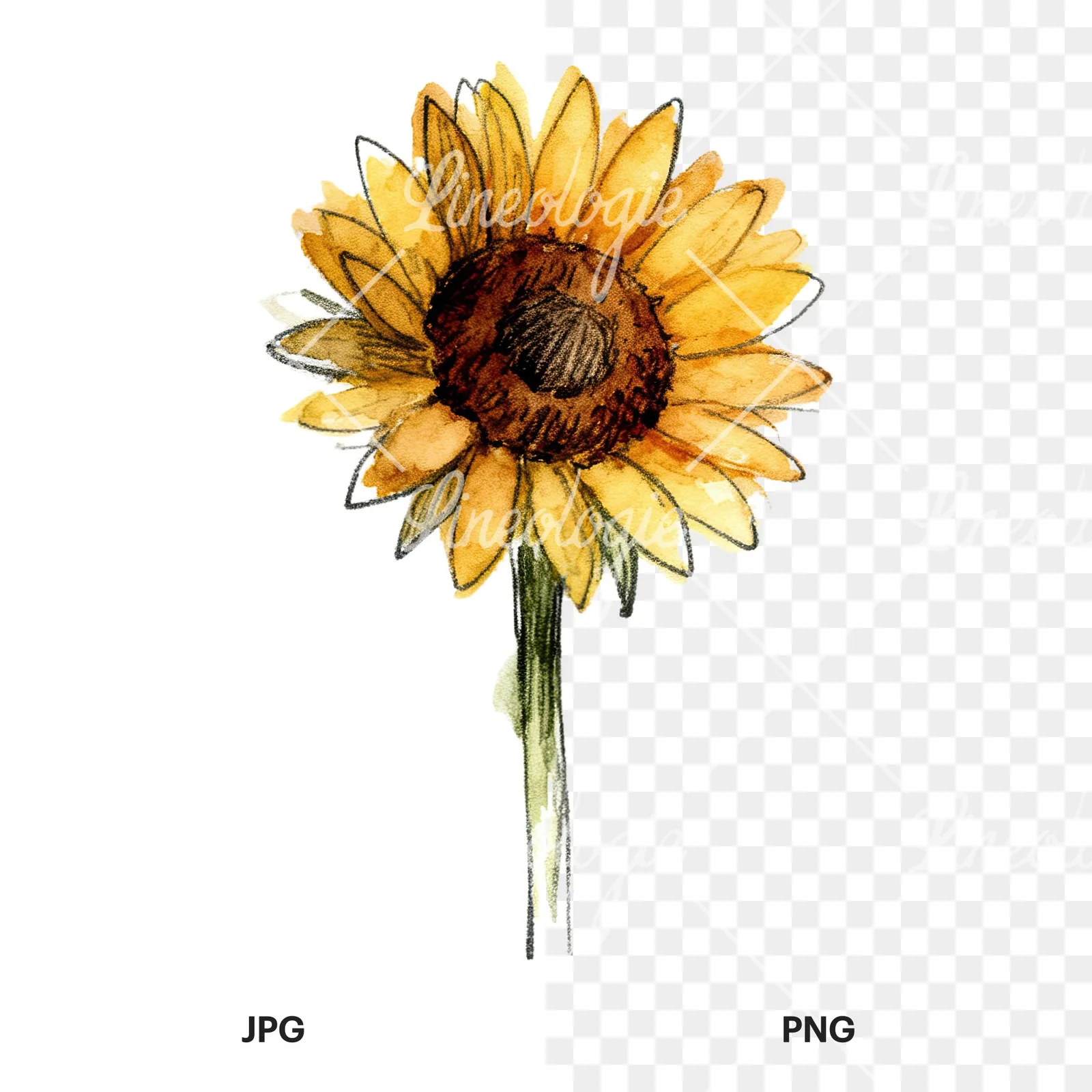Watercolor sunflower flower clipart 7 of 9, as a JPG on white and a transparent PNG