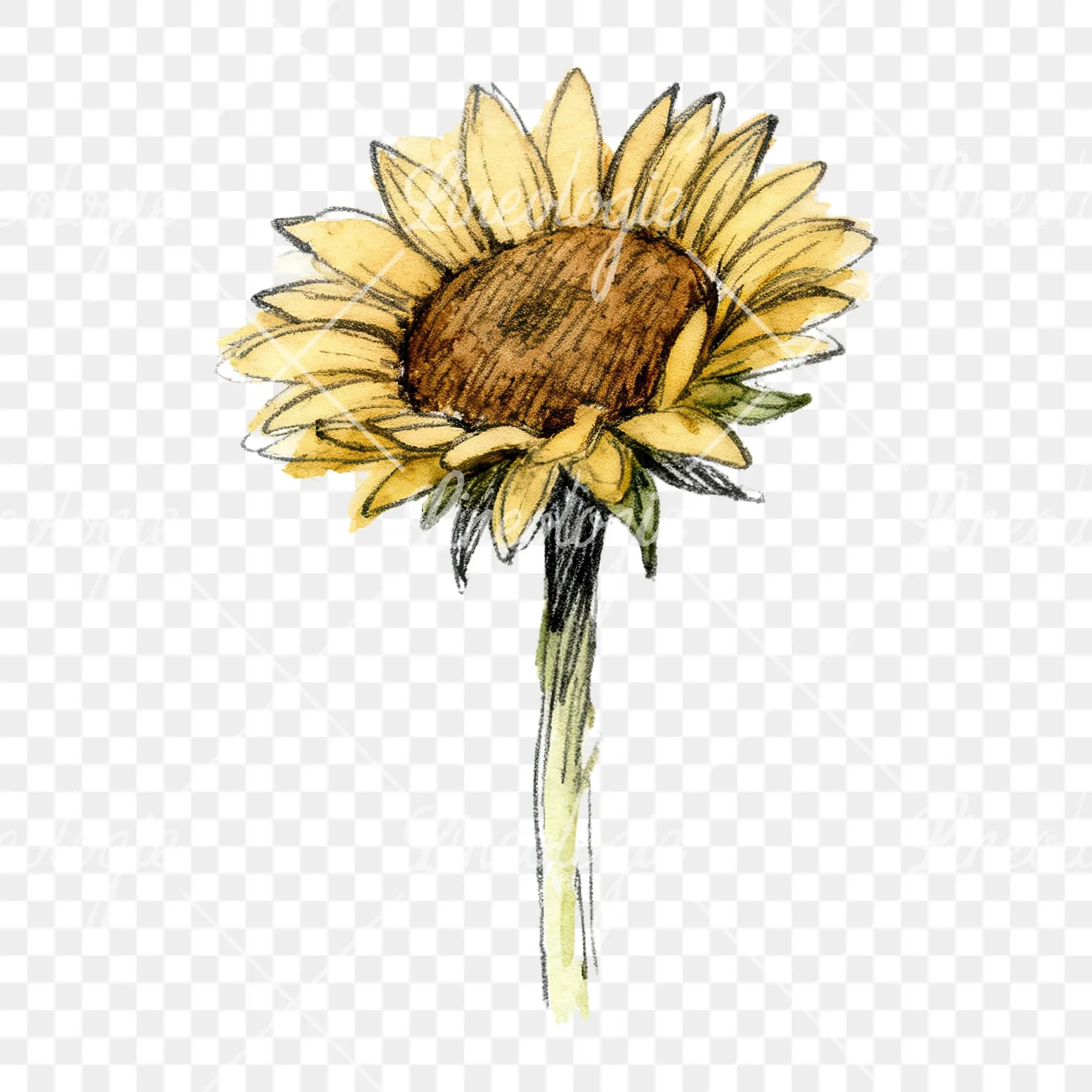 Watercolor sunflower flower clipart 8 of 9 on a transparent background (PNG)