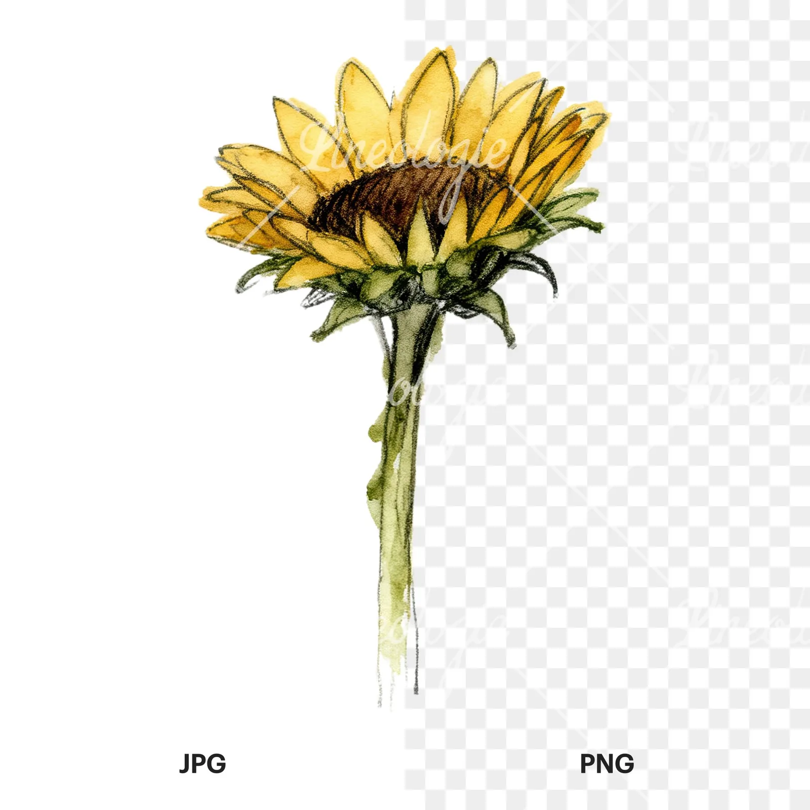 Watercolor sunflower flower clipart 9 of 9, as a JPG on white and a transparent PNG