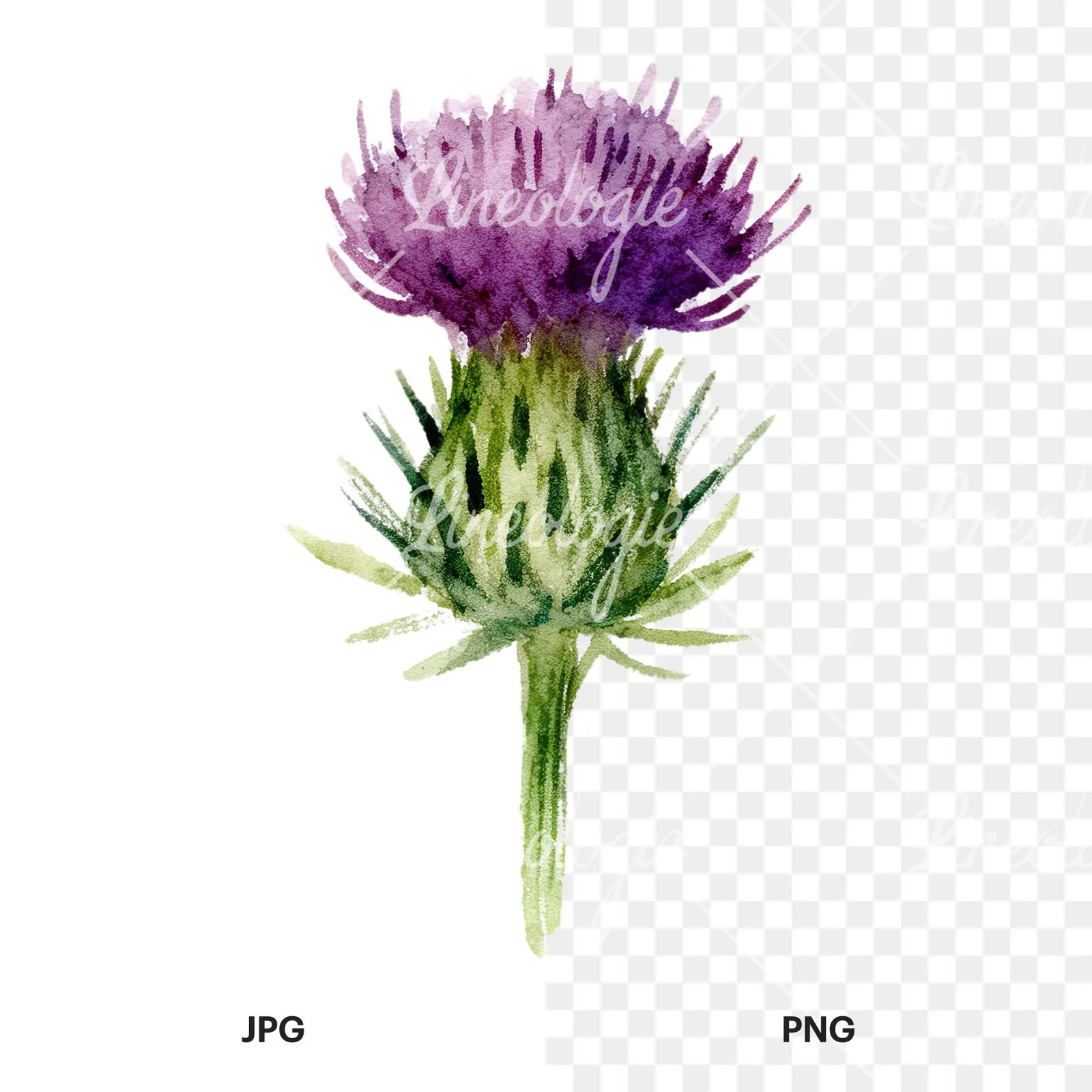 Watercolor purple thistle flower clipart 1 of 9, as a JPG on white and a transparent PNG