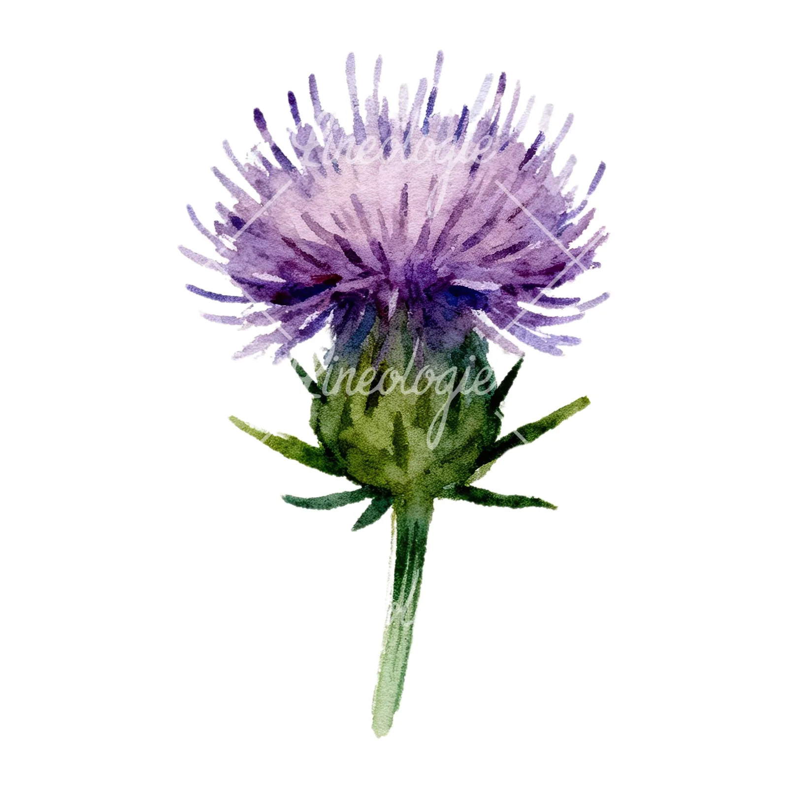 Watercolor purple thistle flower clipart 2 of 9 on a white background (JPG)