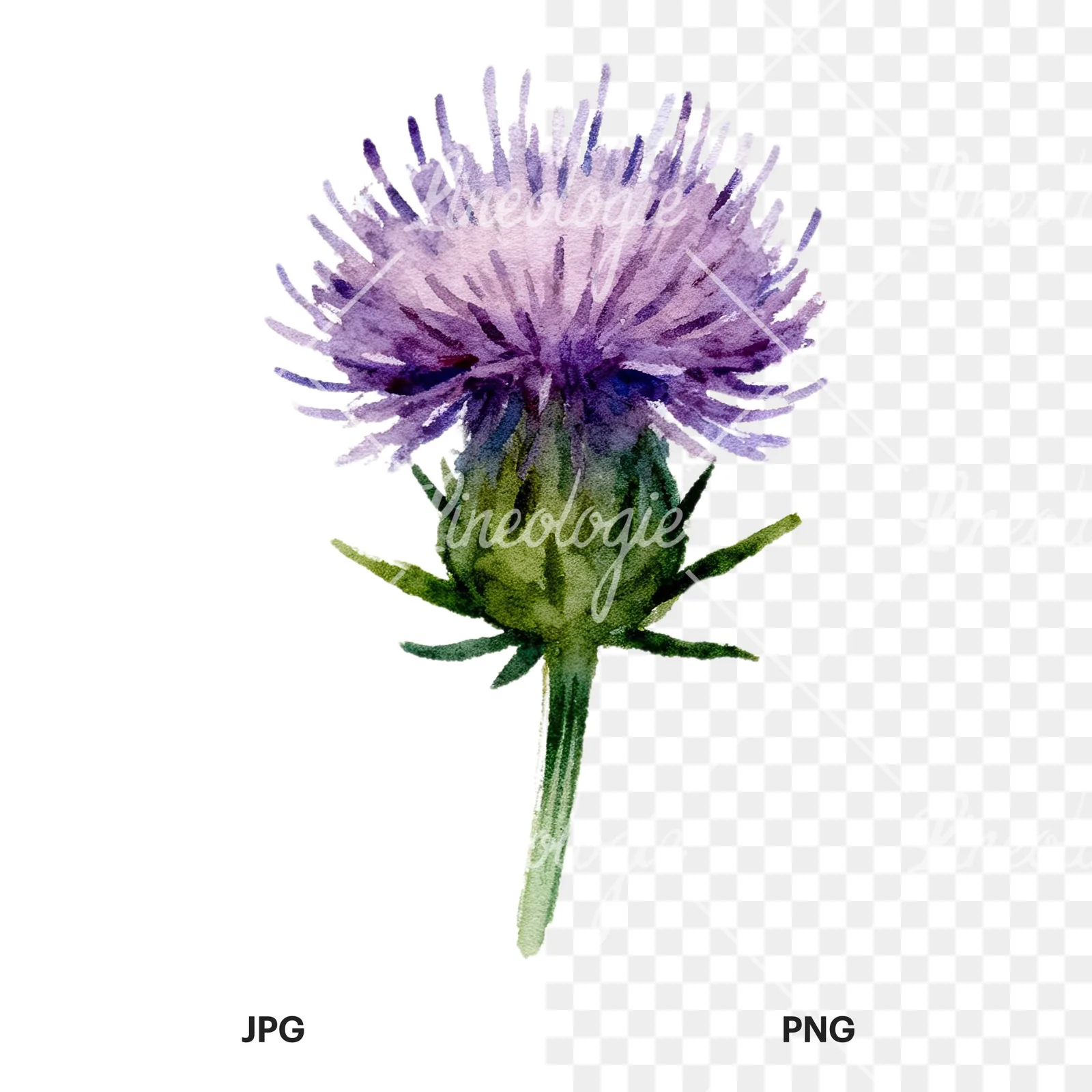 Watercolor purple thistle flower clipart 2 of 9, as a JPG on white and a transparent PNG