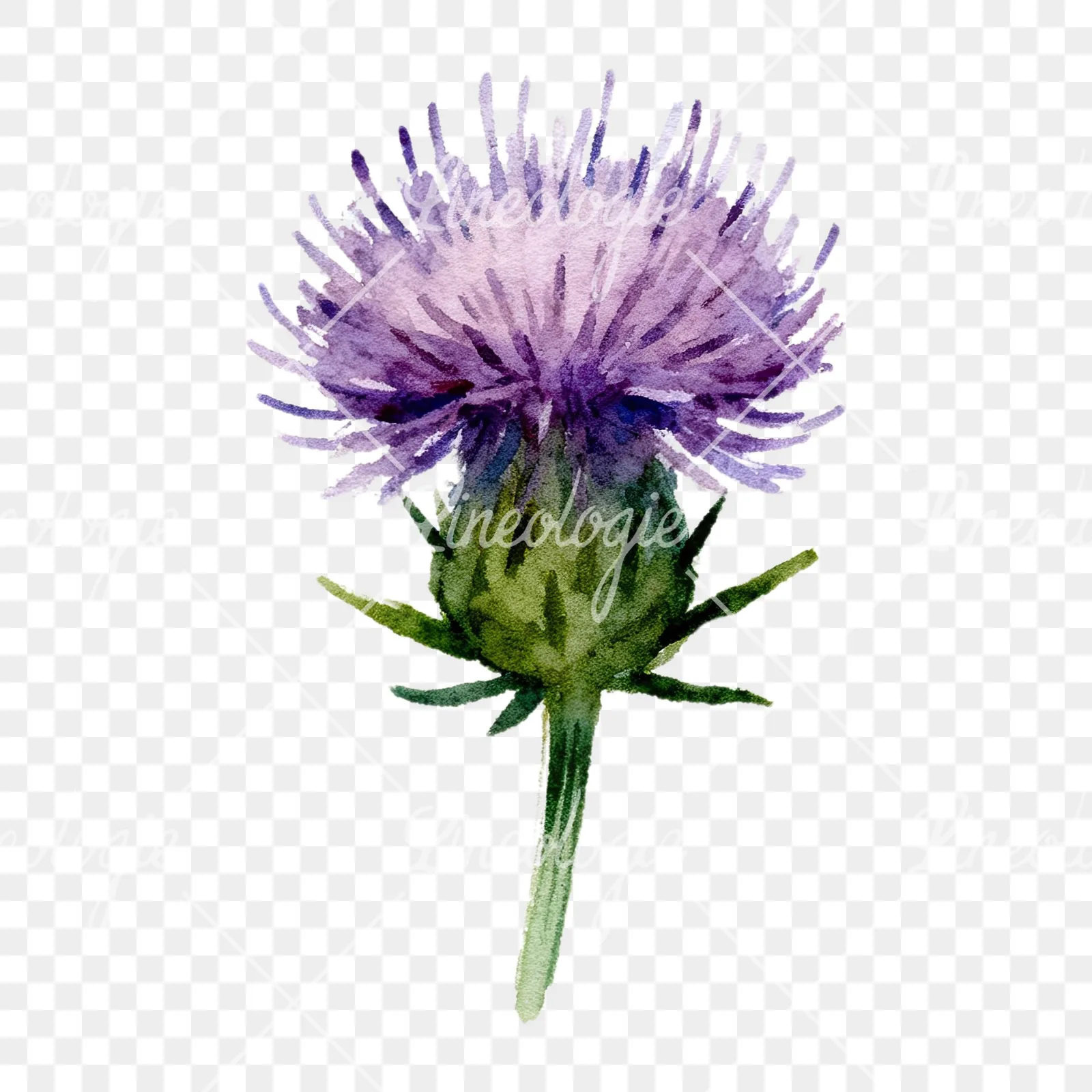 Watercolor purple thistle flower clipart 2 of 9 on a transparent background (PNG)