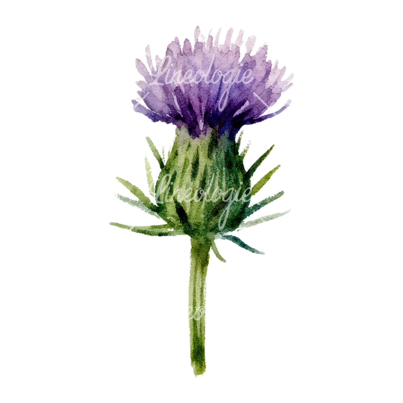 Watercolor purple thistle flower clipart 3 of 9 on a white background (JPG)