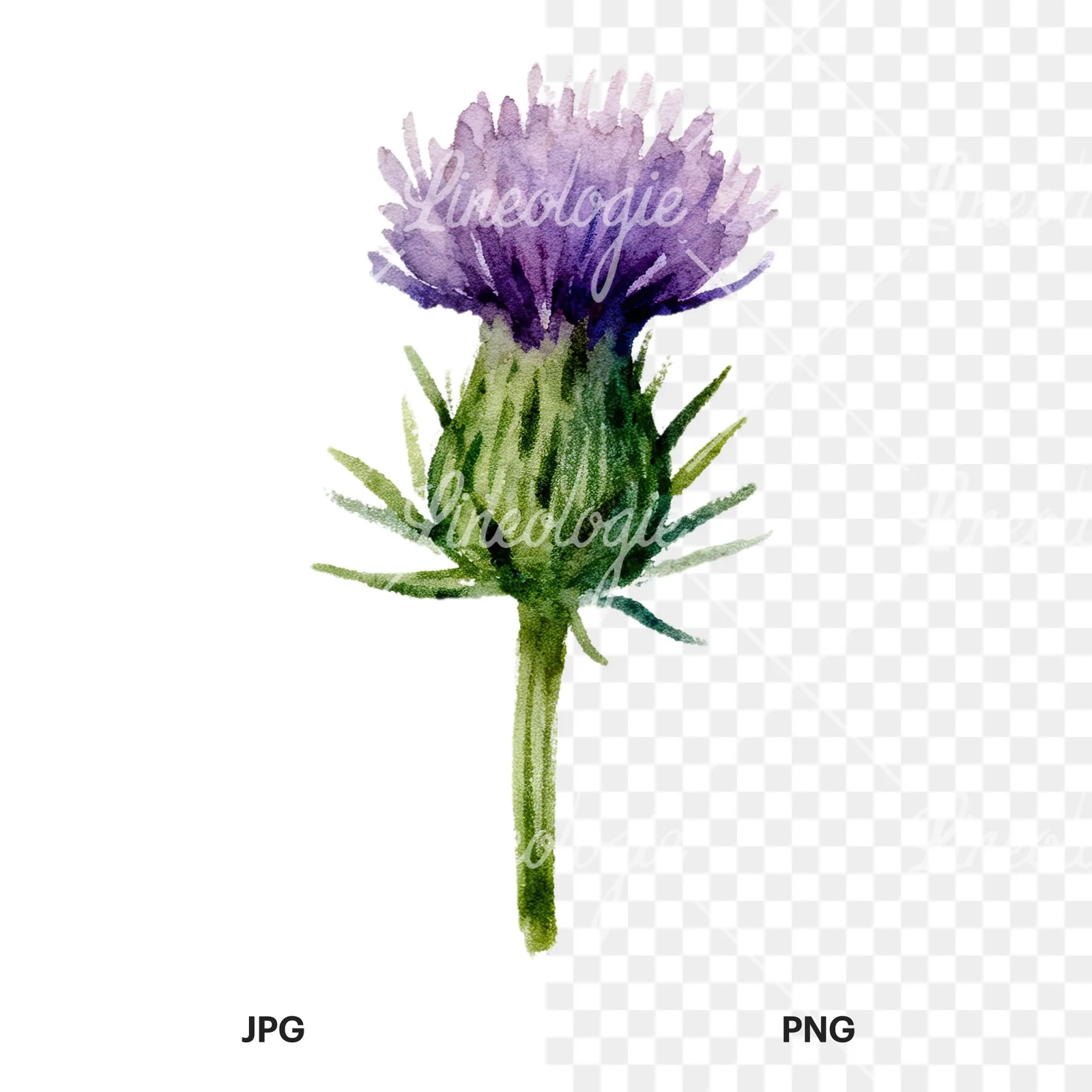 Watercolor purple thistle flower clipart 3 of 9, as a JPG on white and a transparent PNG