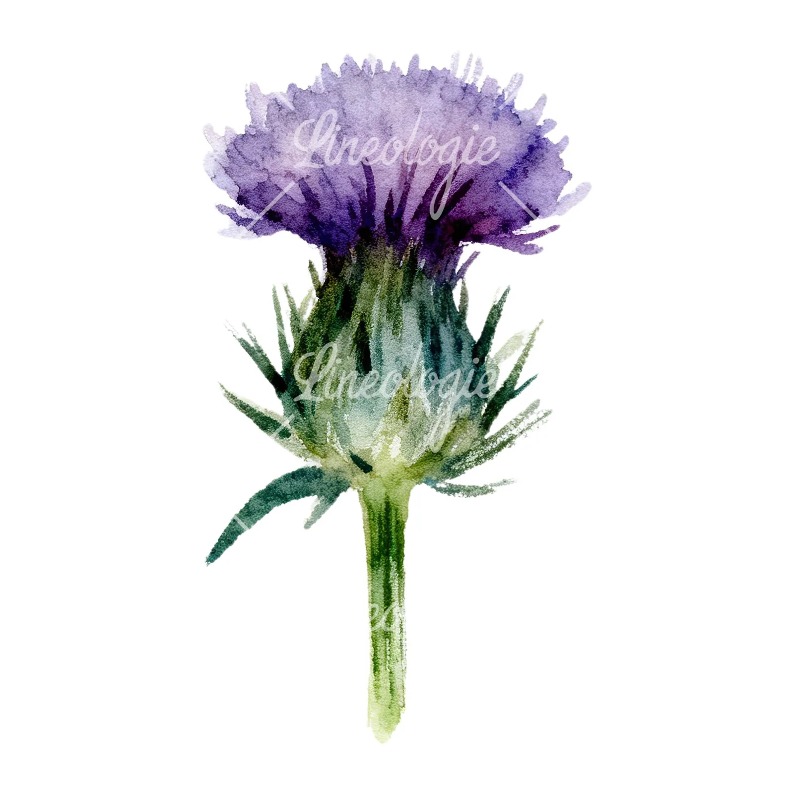 Watercolor purple thistle flower clipart 4 of 9 on a white background (JPG)