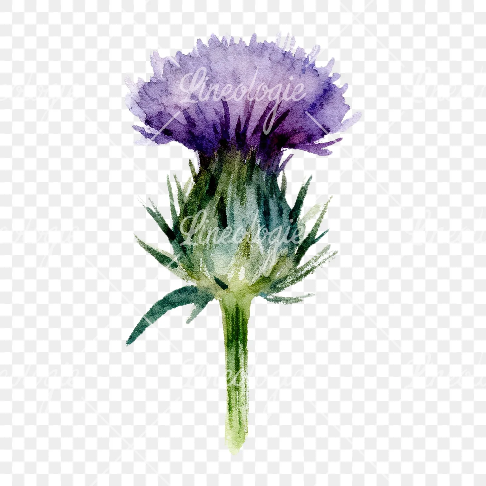 Watercolor purple thistle flower clipart 4 of 9 on a transparent background (PNG)