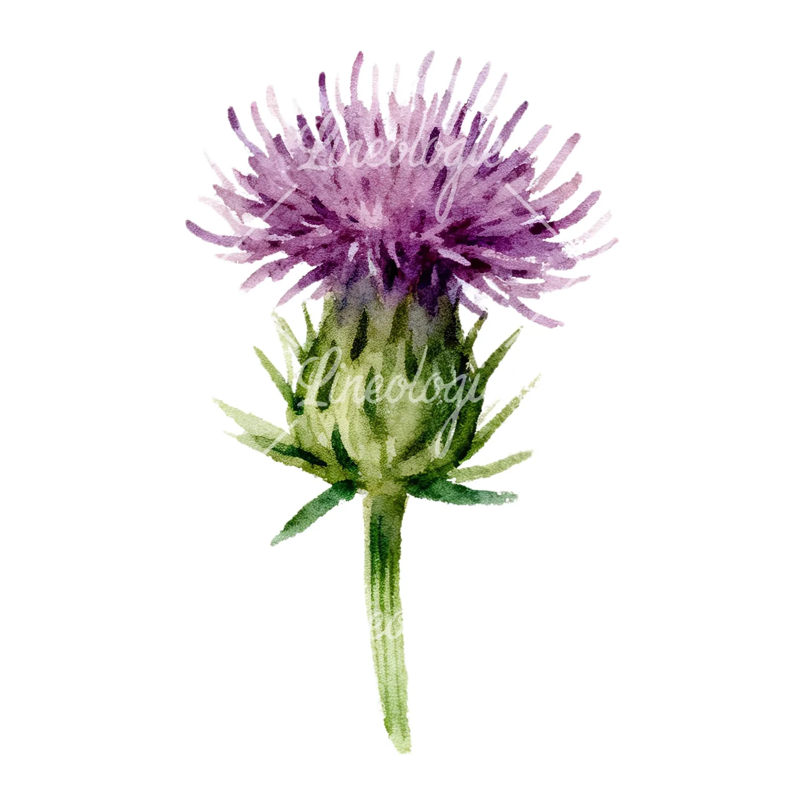 Watercolor purple thistle flower clipart 5 of 9 on a white background (JPG)