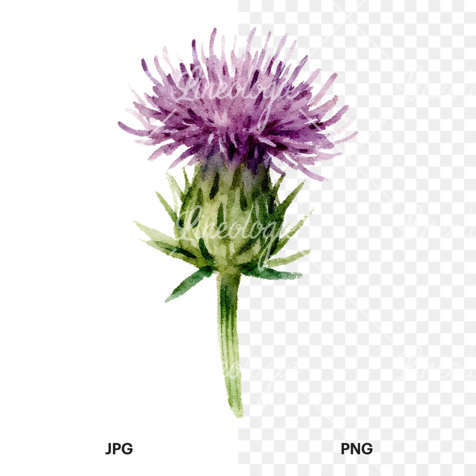 Watercolor purple thistle flower clipart 5 of 9, as a JPG on white and a transparent PNG