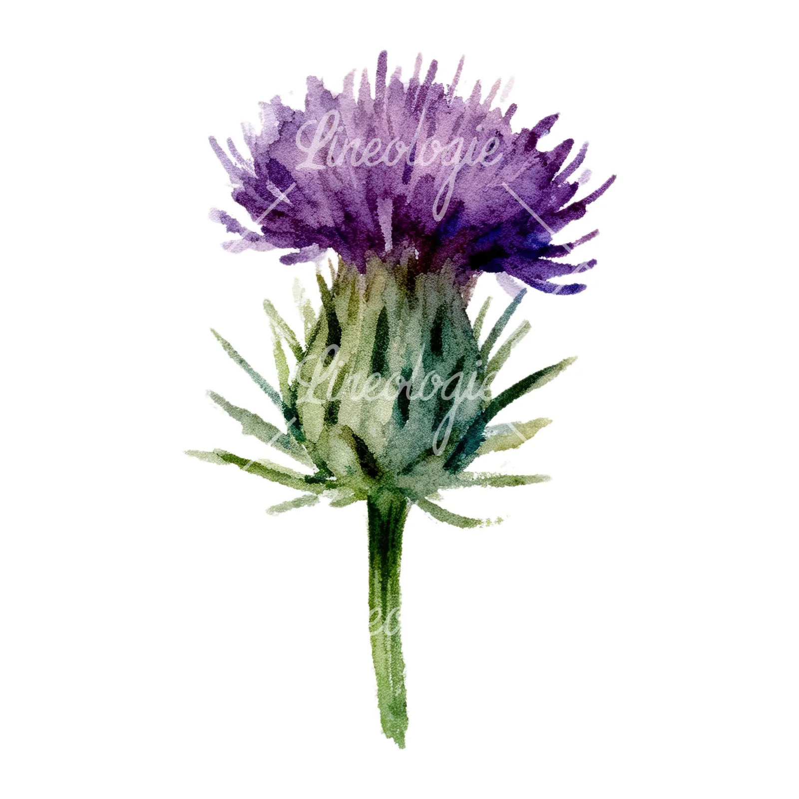 Watercolor purple thistle flower clipart 6 of 9 on a white background (JPG)