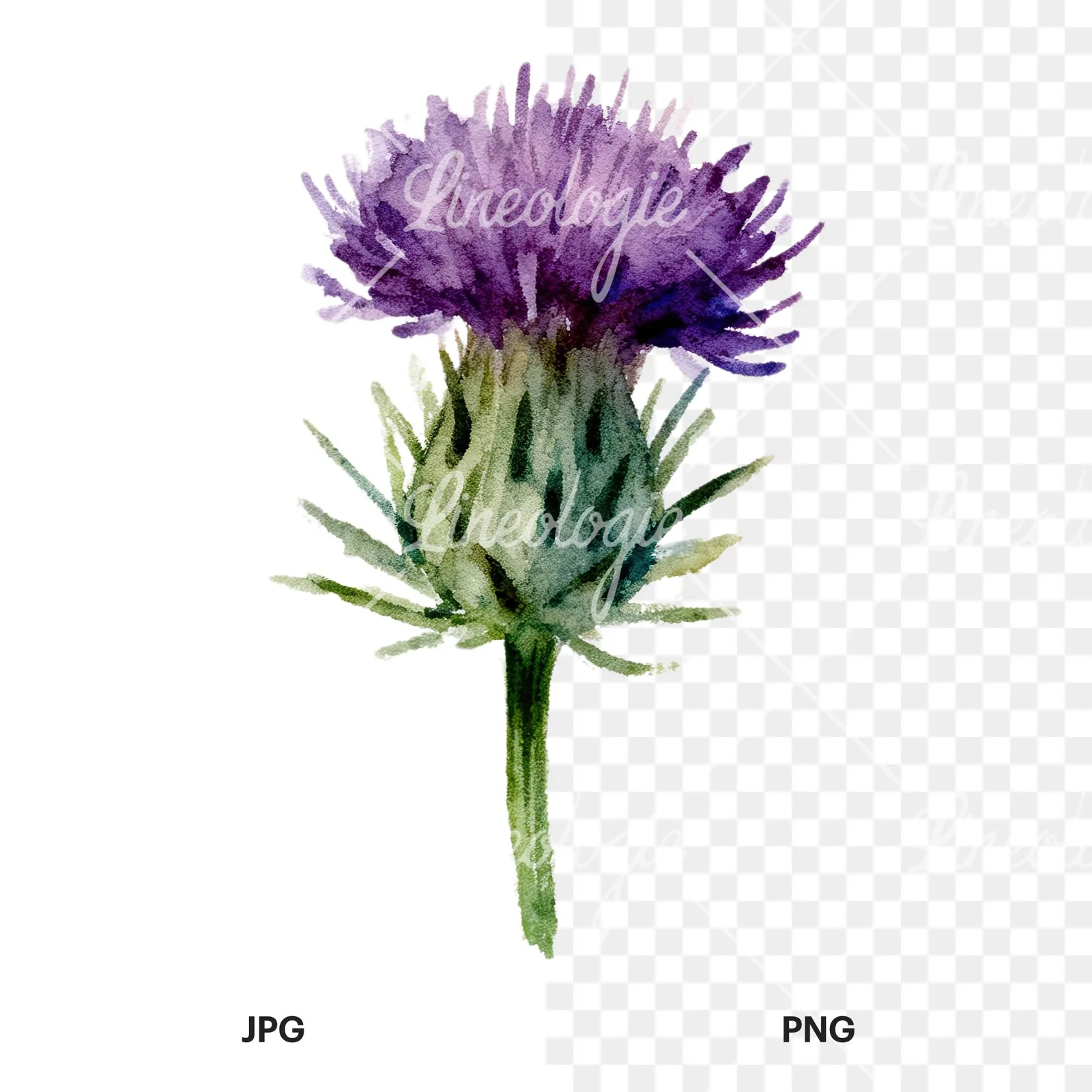 Watercolor purple thistle flower clipart 6 of 9, as a JPG on white and a transparent PNG