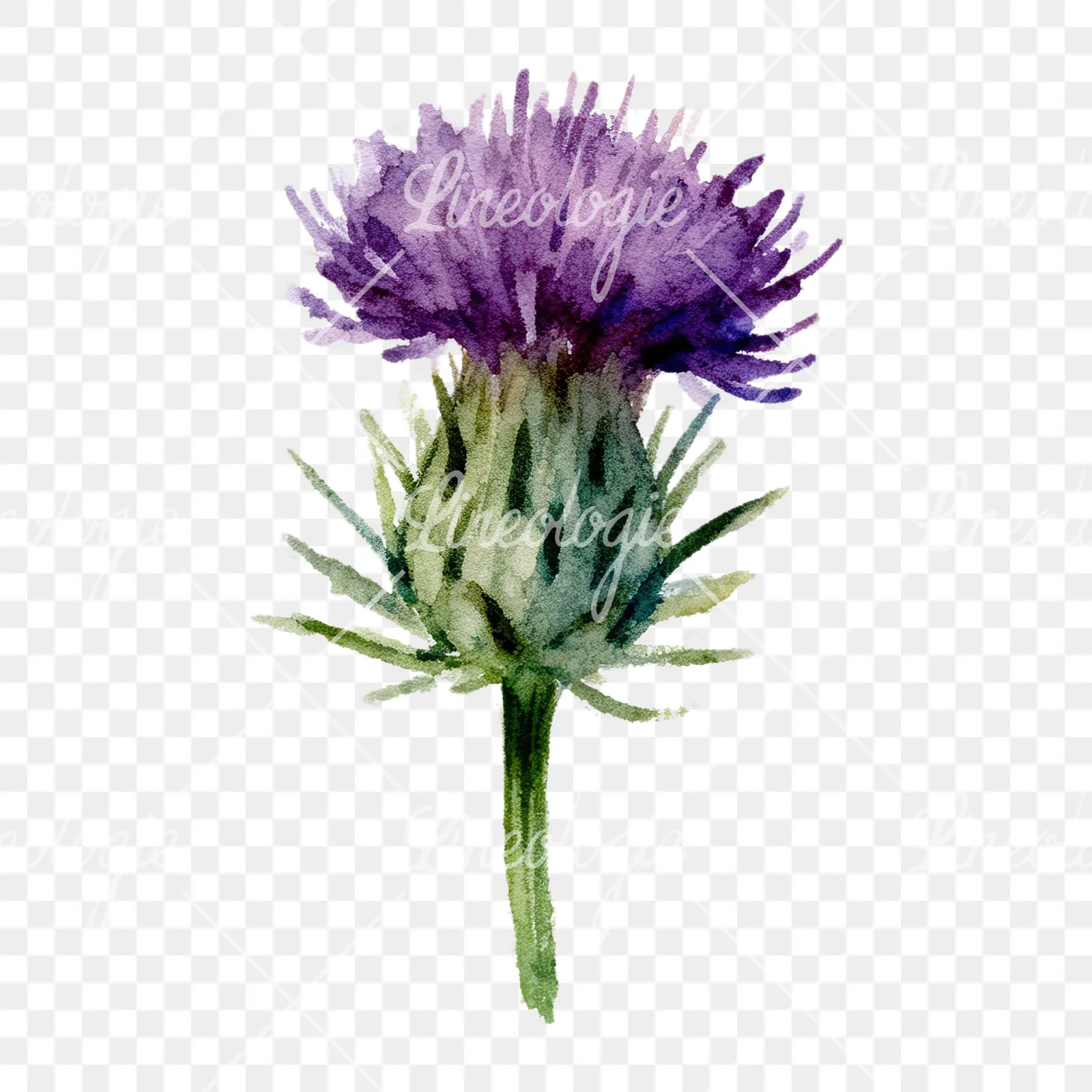 Watercolor purple thistle flower clipart 6 of 9 on a transparent background (PNG)