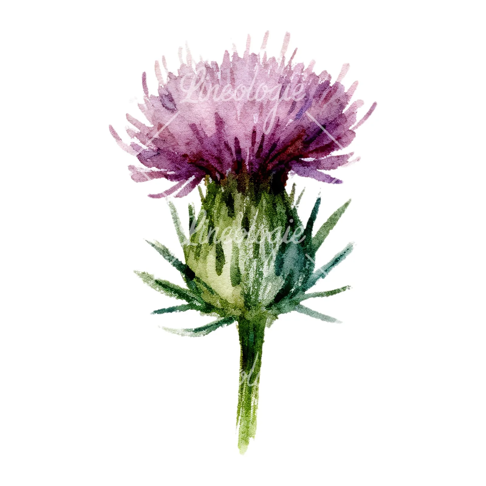 Watercolor purple thistle flower clipart 7 of 9 on a white background (JPG)