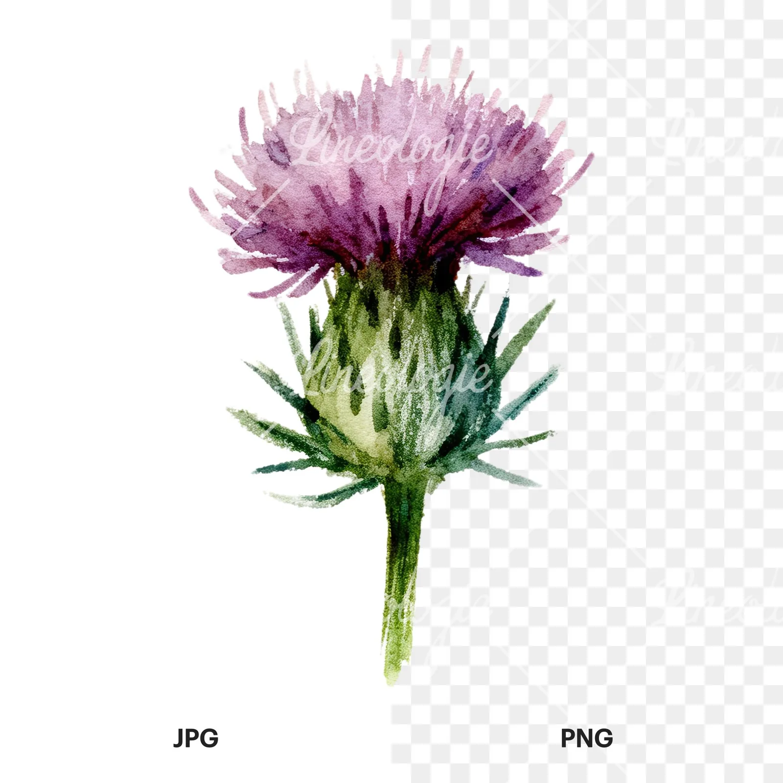 Watercolor purple thistle flower clipart 7 of 9, as a JPG on white and a transparent PNG