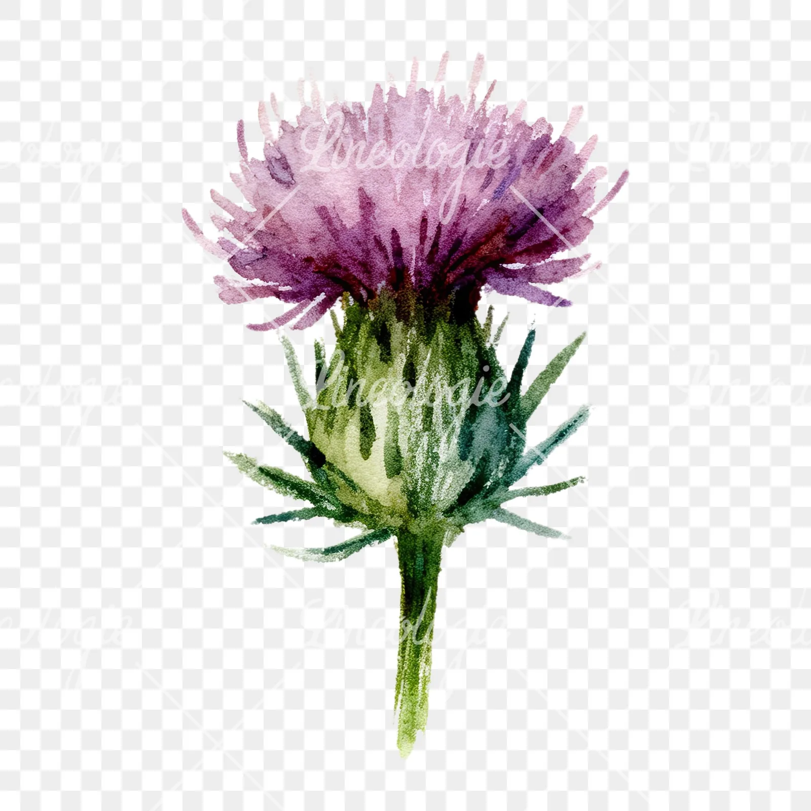 Watercolor purple thistle flower clipart 7 of 9 on a transparent background (PNG)