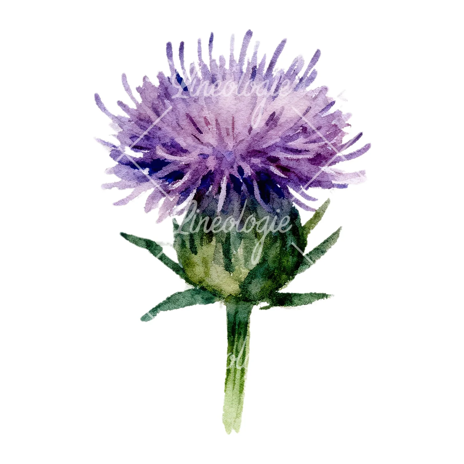 Watercolor purple thistle flower clipart 8 of 9 on a white background (JPG)