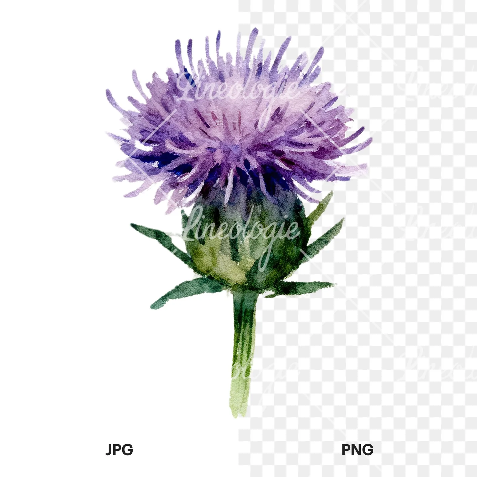 Watercolor purple thistle flower clipart 8 of 9, as a JPG on white and a transparent PNG
