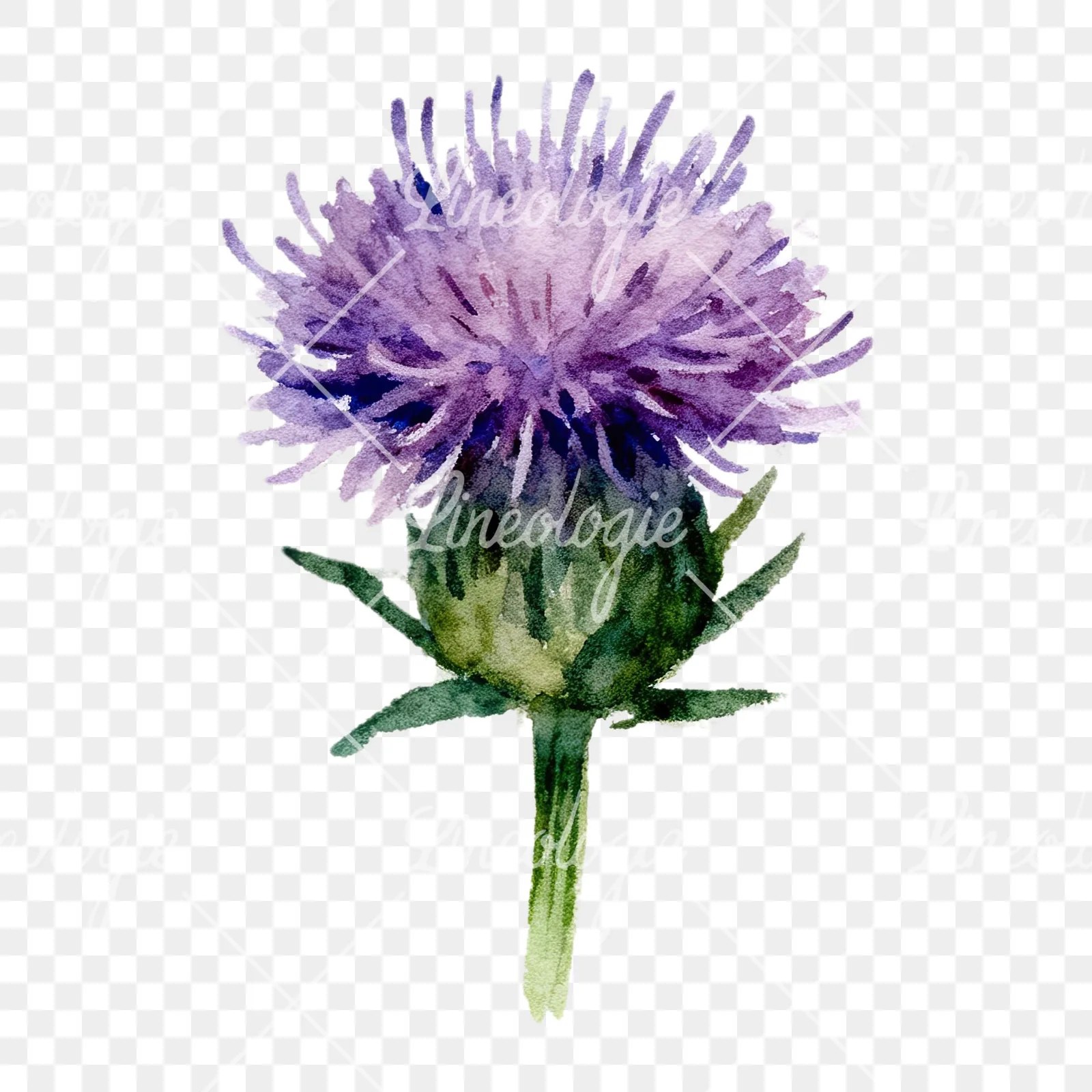 Watercolor purple thistle flower clipart 8 of 9 on a transparent background (PNG)