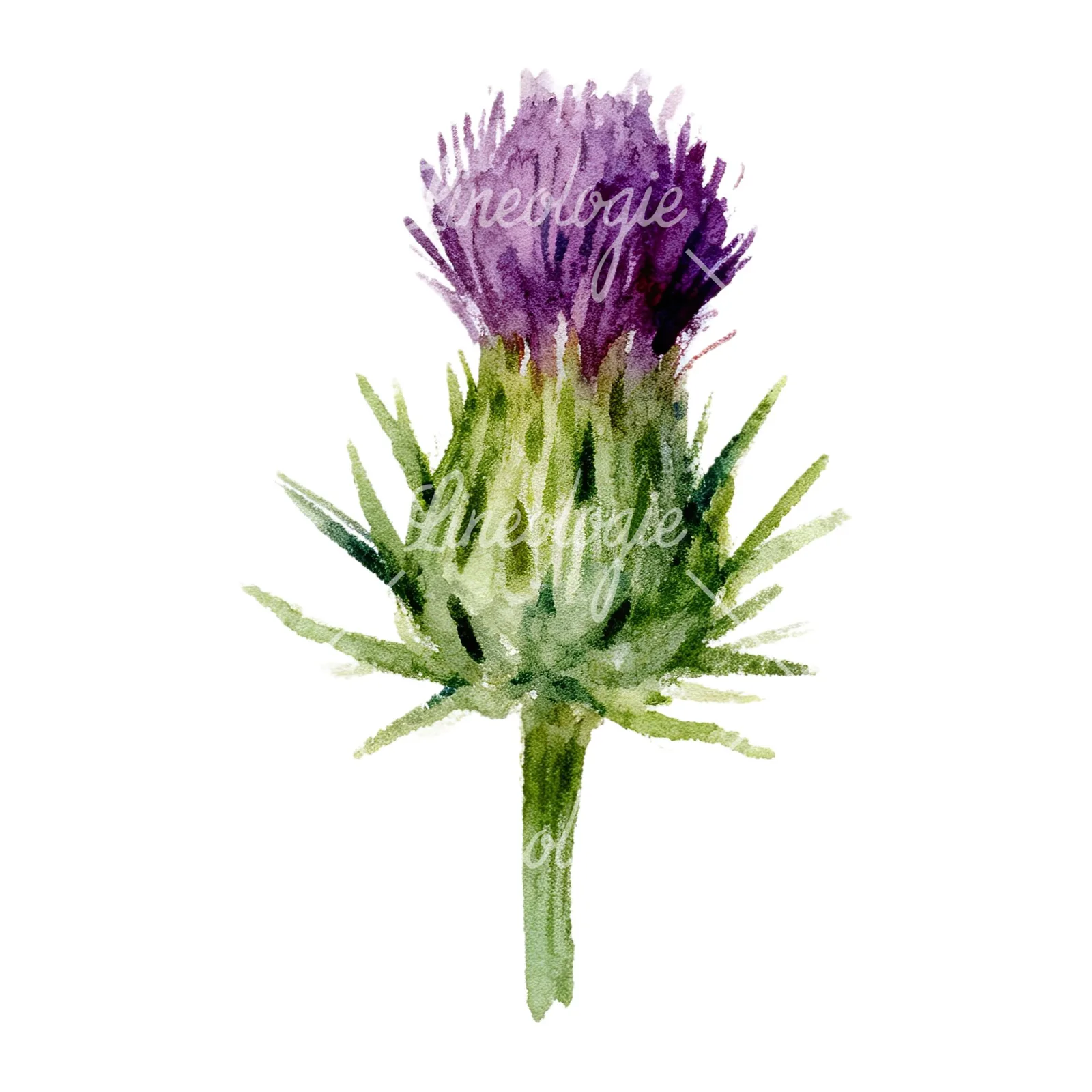 Watercolor purple thistle flower clipart 9 of 9 on a white background (JPG)