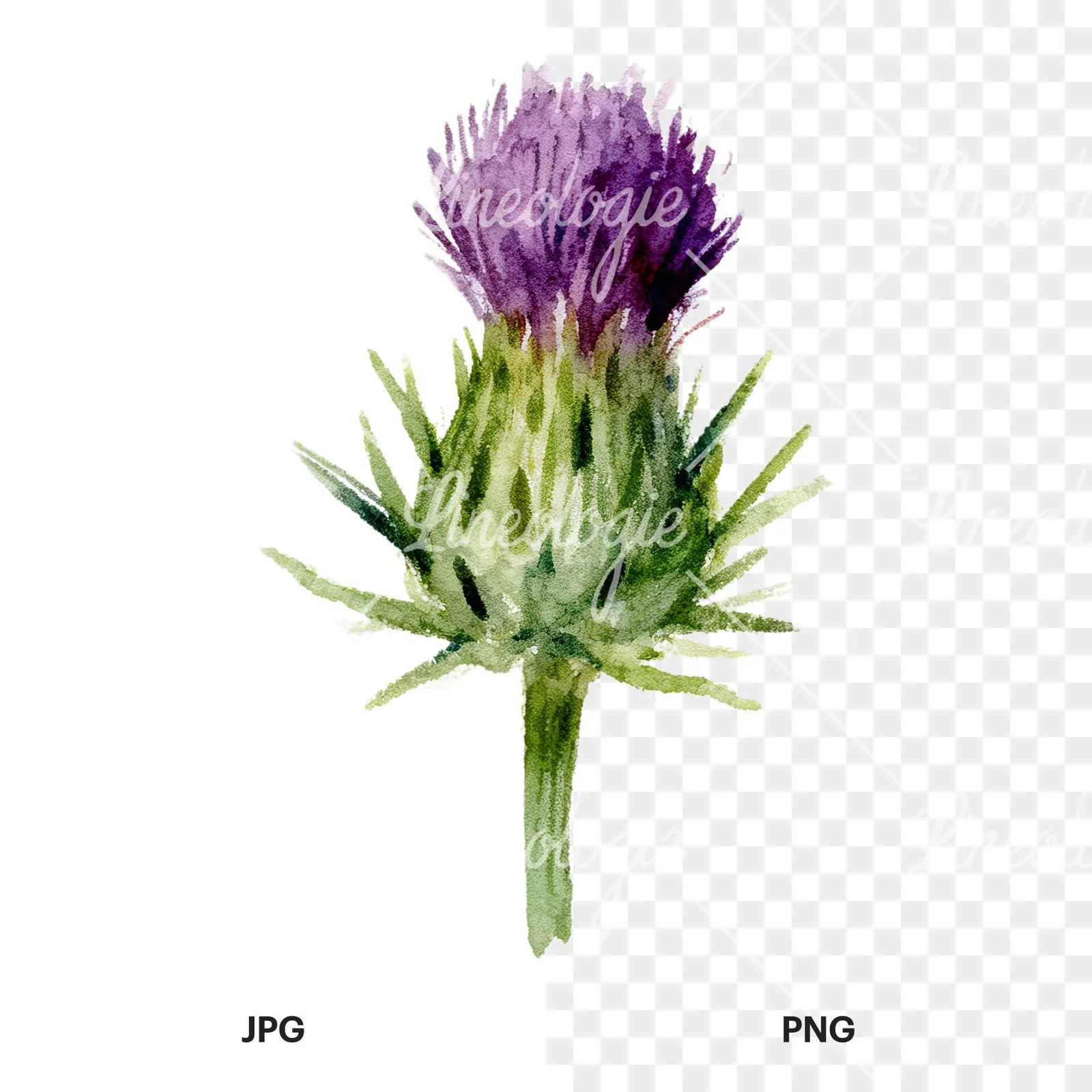 Watercolor purple thistle flower clipart 9 of 9, as a JPG on white and a transparent PNG
