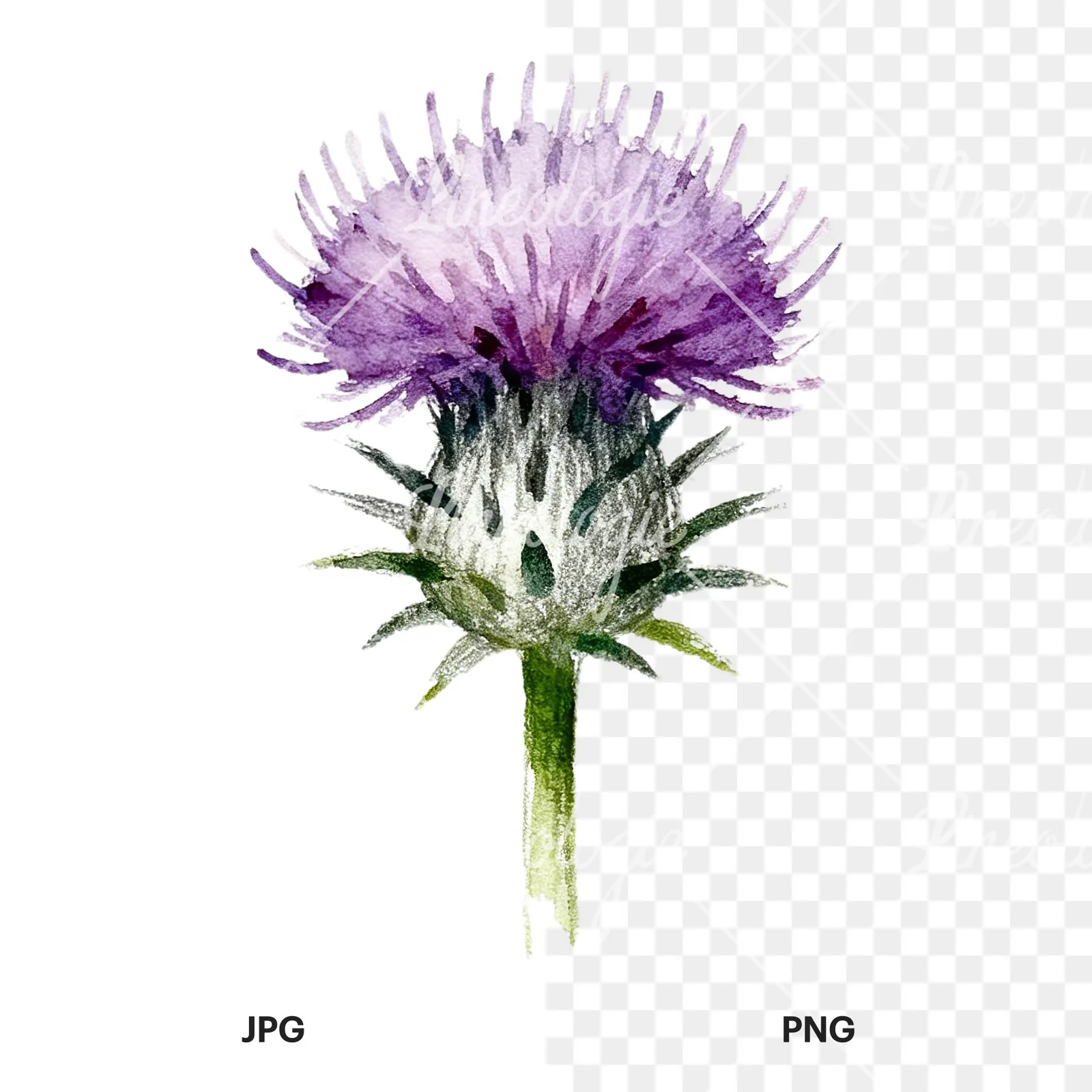 Watercolor thistle waterflower clipart 1 of 9, as a JPG on white and a transparent PNG