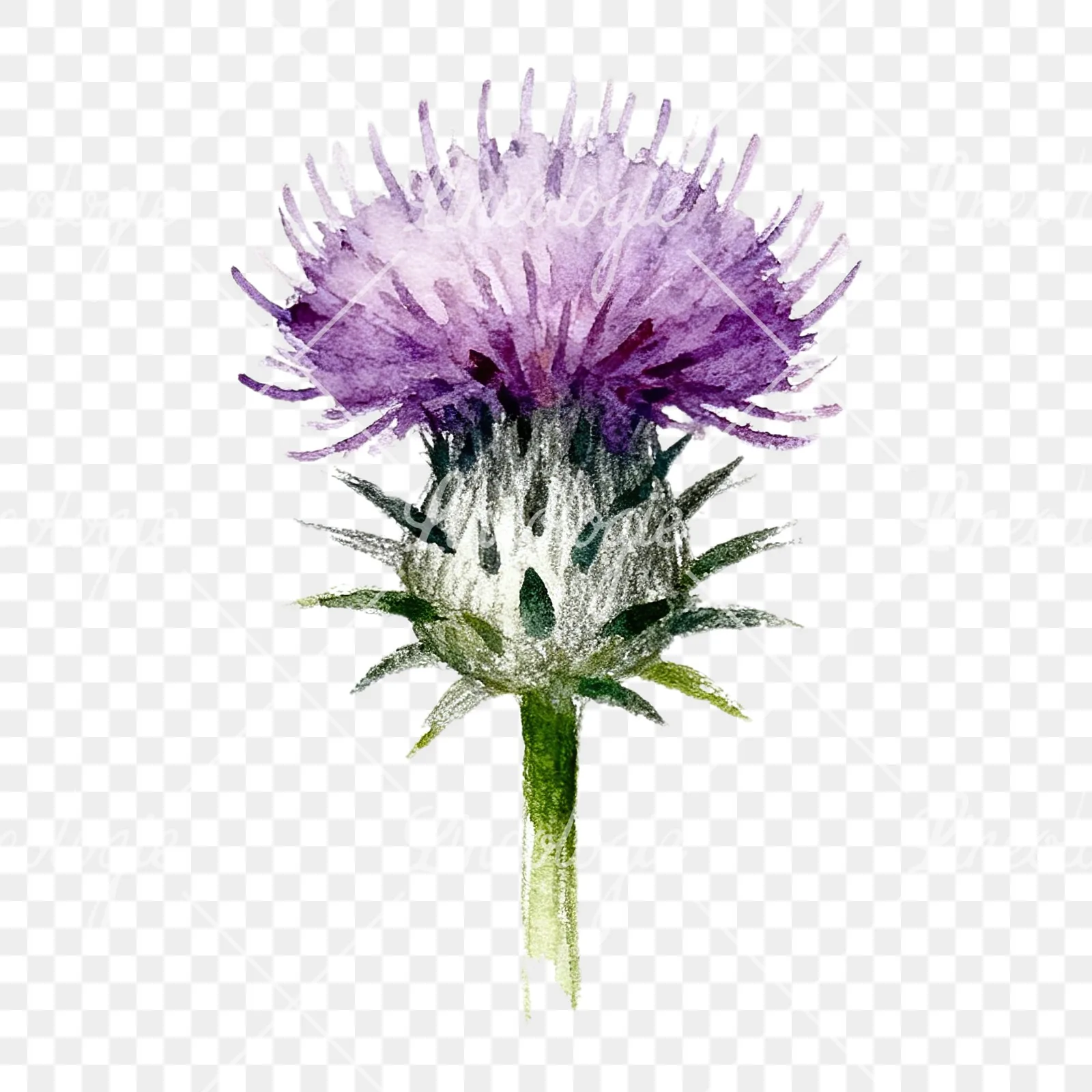Watercolor thistle waterflower clipart 1 of 9 on a transparent background (PNG)