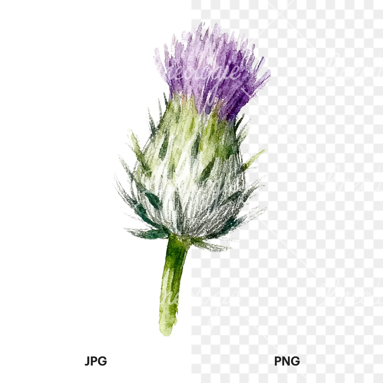 Watercolor thistle waterflower clipart 2 of 9, as a JPG on white and a transparent PNG