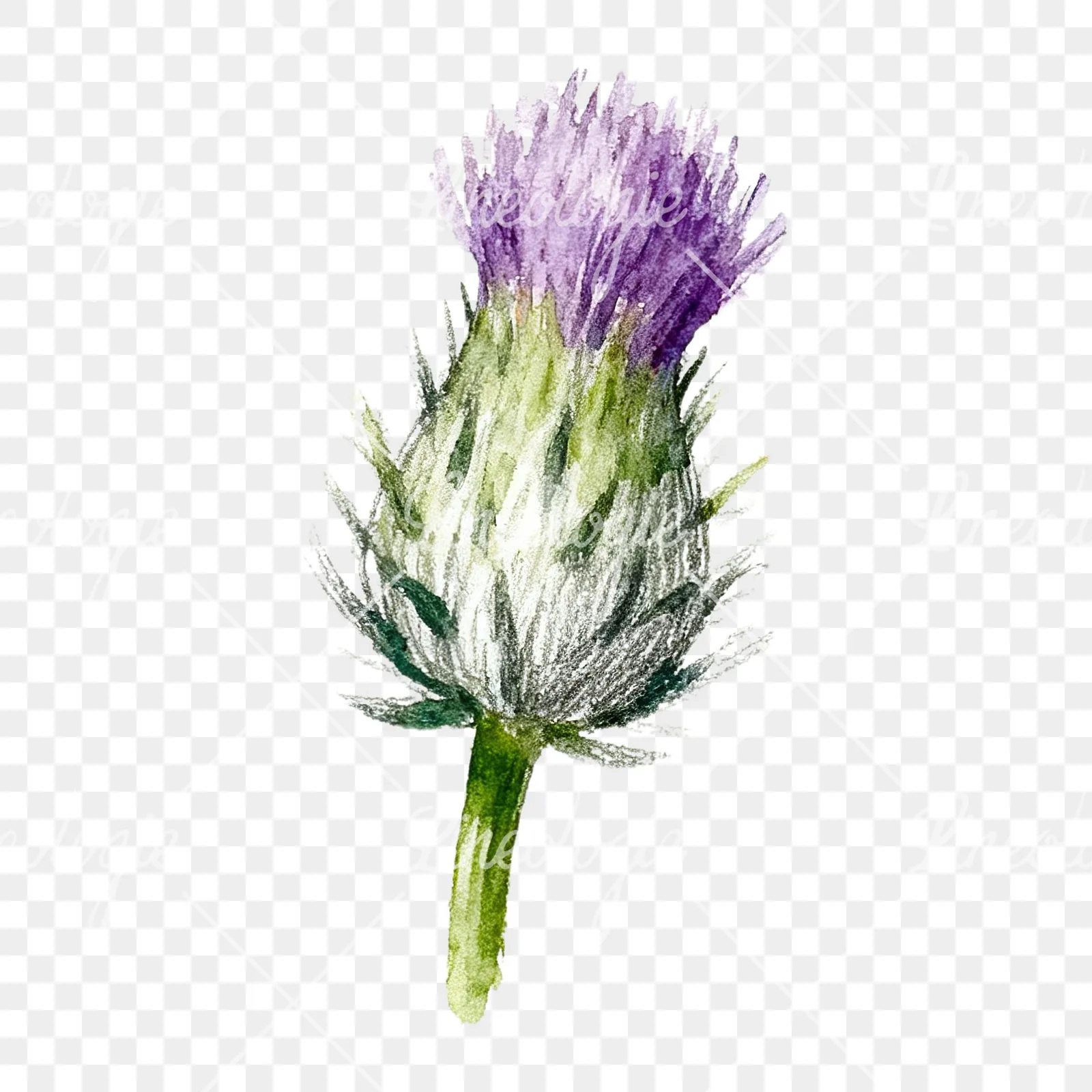 Watercolor thistle waterflower clipart 2 of 9 on a transparent background (PNG)