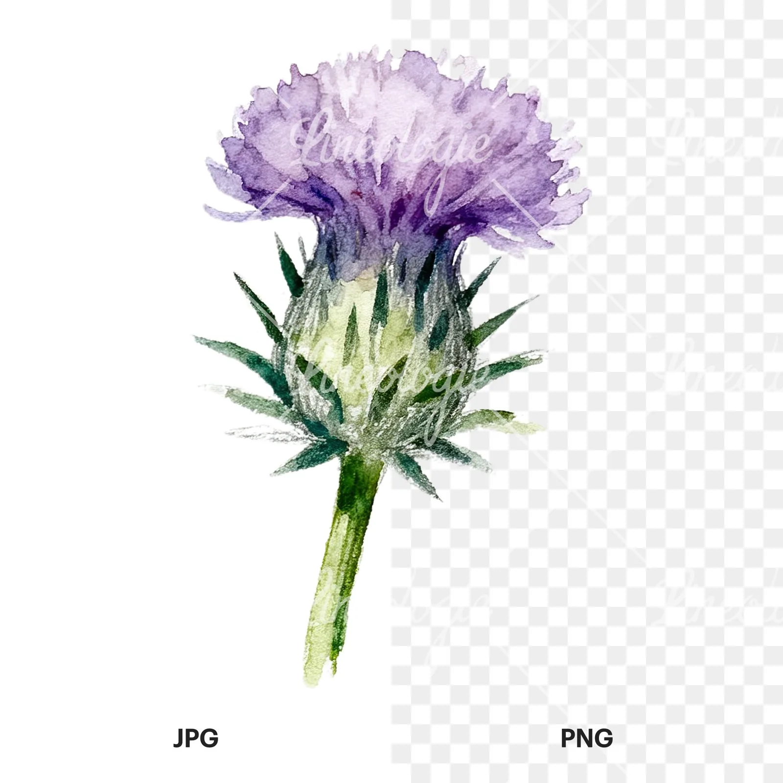 Watercolor thistle waterflower clipart 3 of 9, as a JPG on white and a transparent PNG
