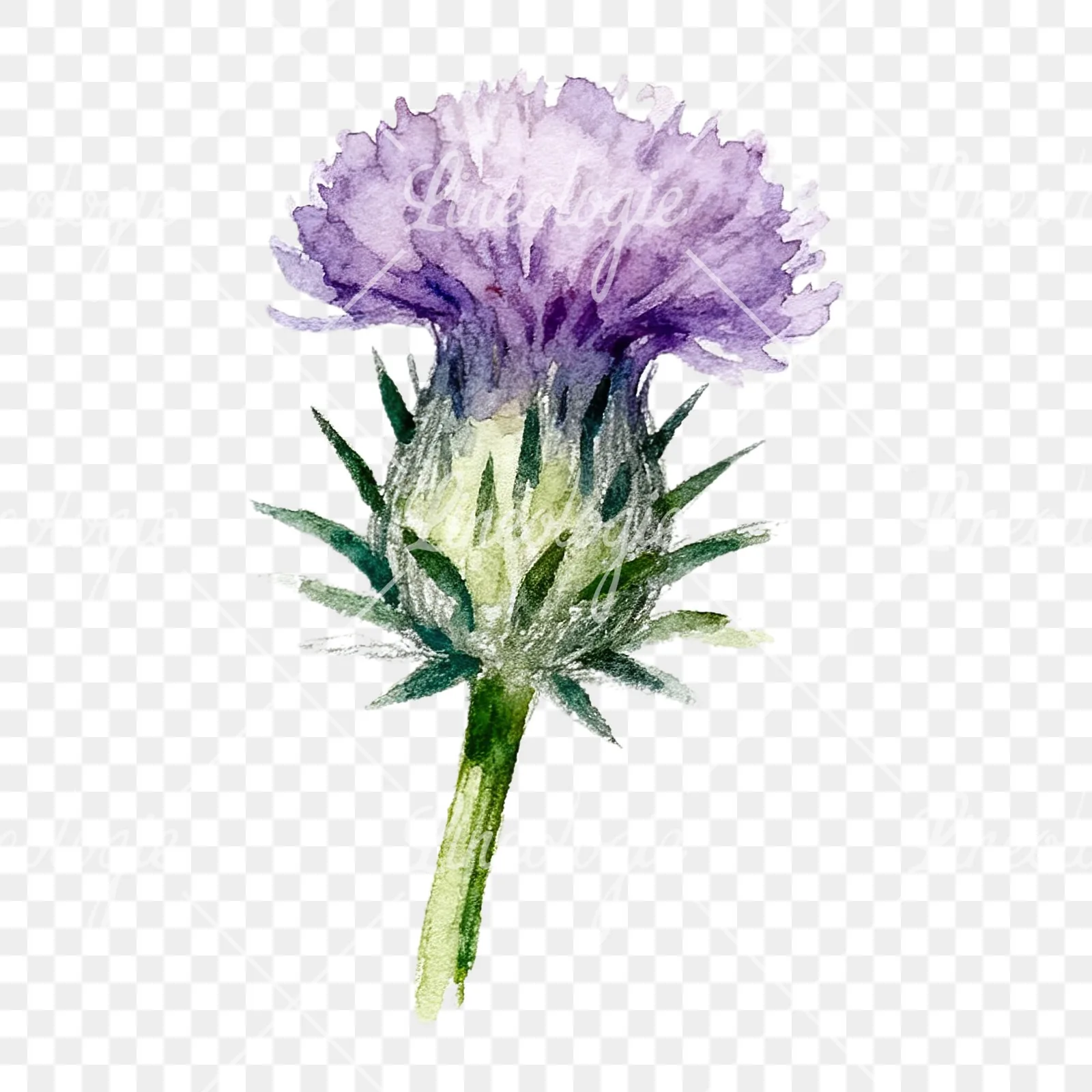 Watercolor thistle waterflower clipart 3 of 9 on a transparent background (PNG)
