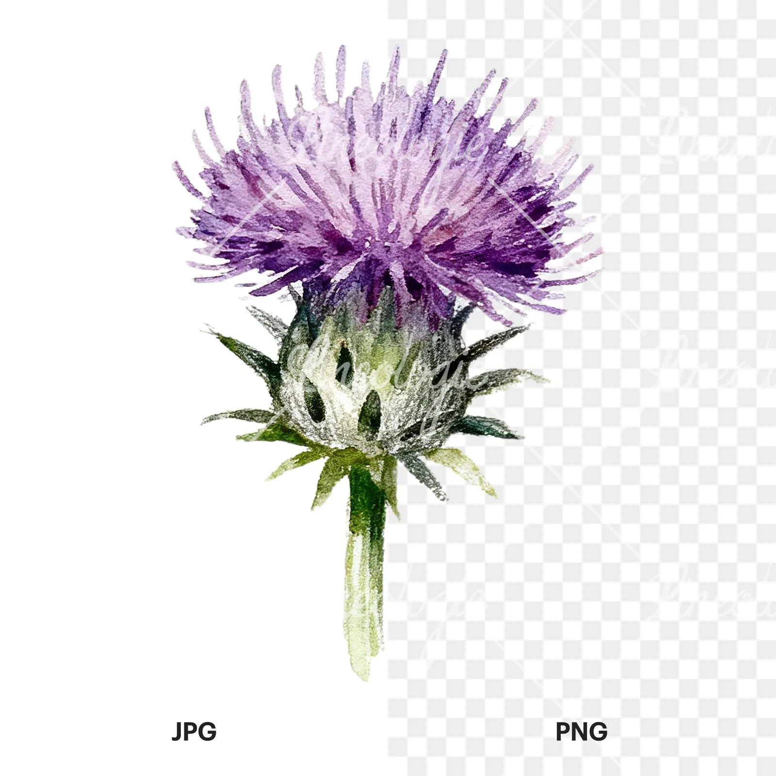 Watercolor thistle waterflower clipart 4 of 9, as a JPG on white and a transparent PNG