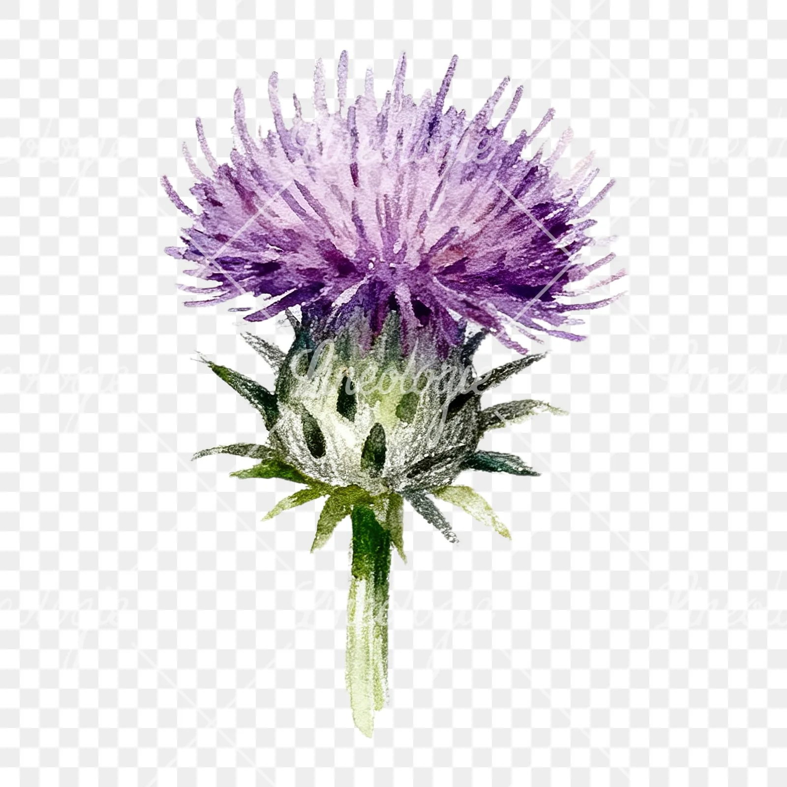 Watercolor thistle waterflower clipart 4 of 9 on a transparent background (PNG)