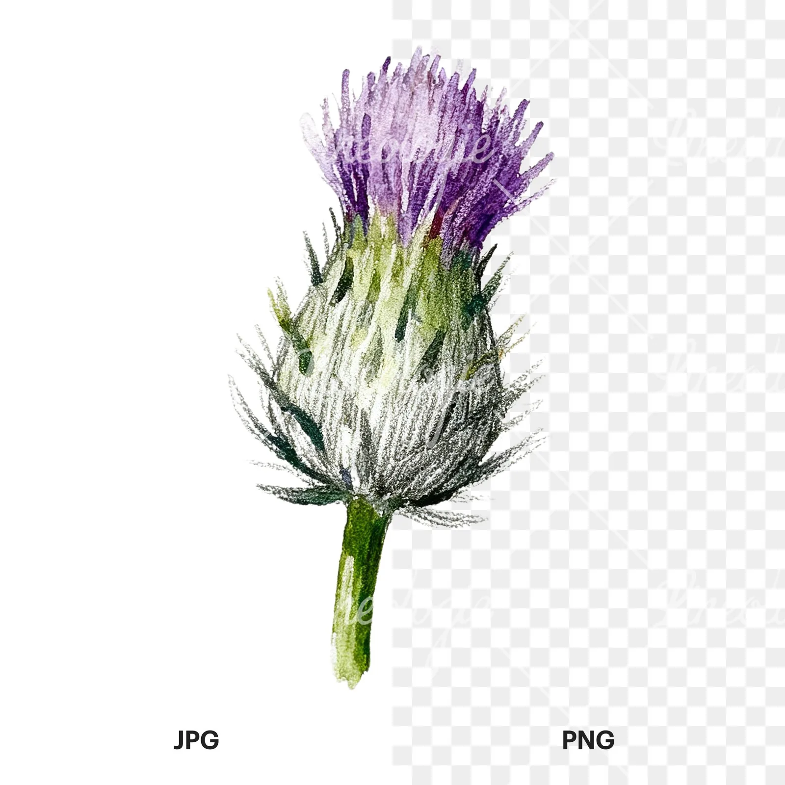 Watercolor thistle waterflower clipart 5 of 9, as a JPG on white and a transparent PNG