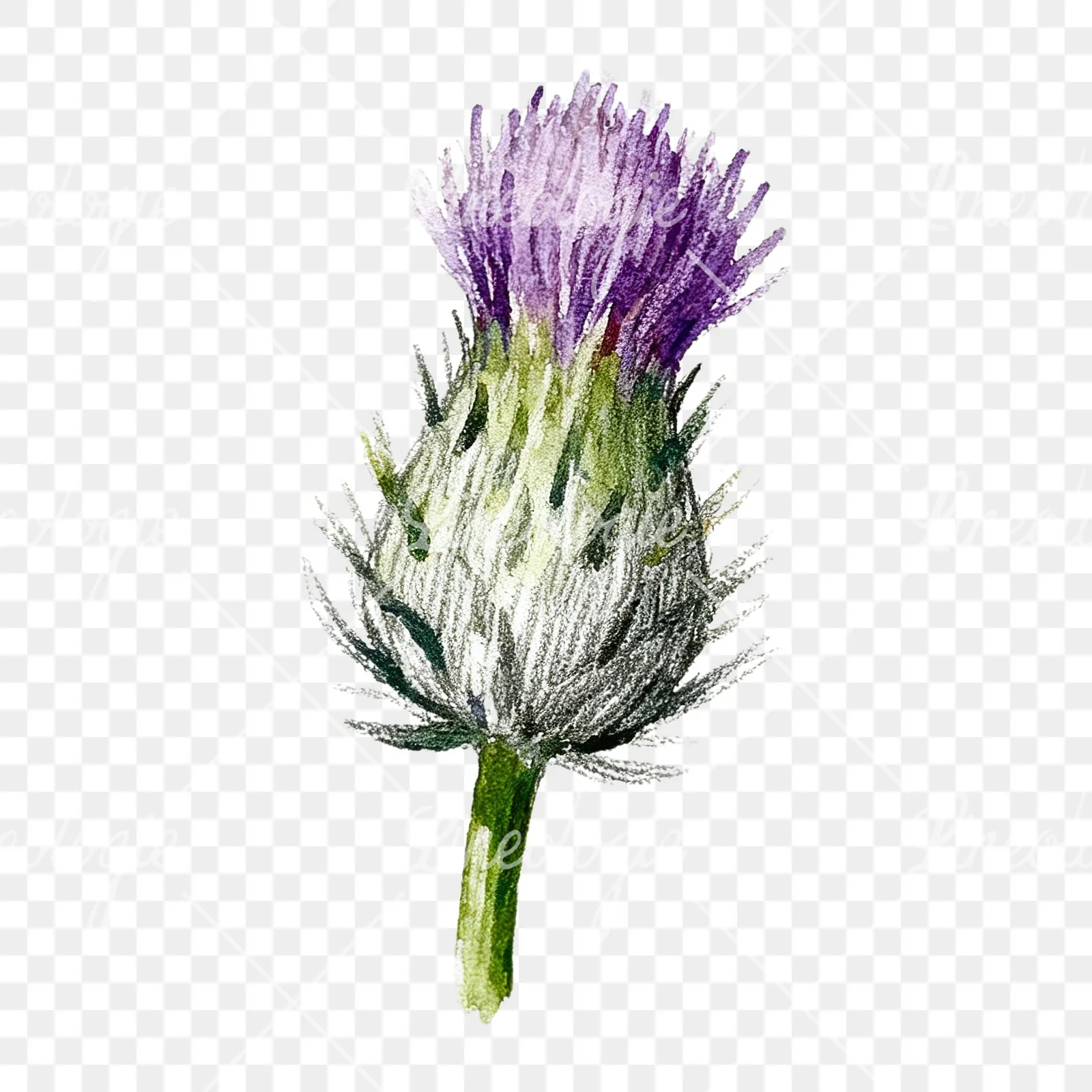 Watercolor thistle waterflower clipart 5 of 9 on a transparent background (PNG)