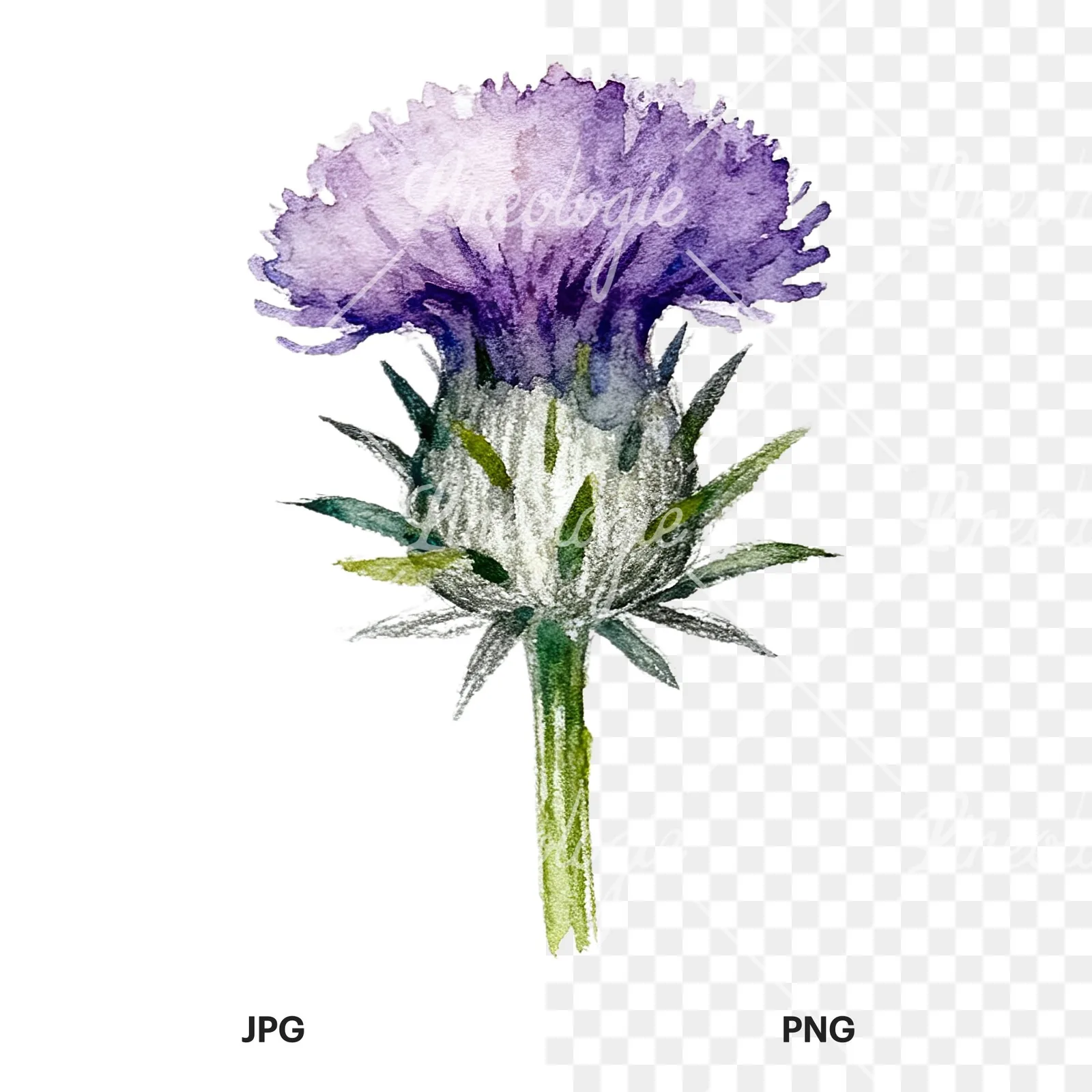 Watercolor thistle waterflower clipart 6 of 9, as a JPG on white and a transparent PNG
