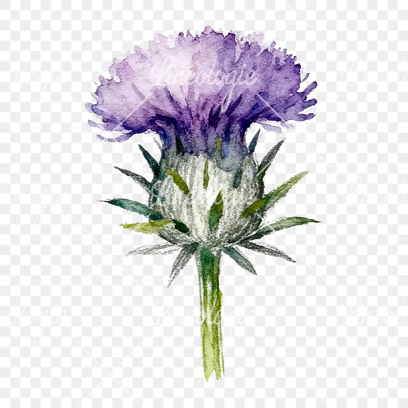 Watercolor thistle waterflower clipart 6 of 9 on a transparent background (PNG)