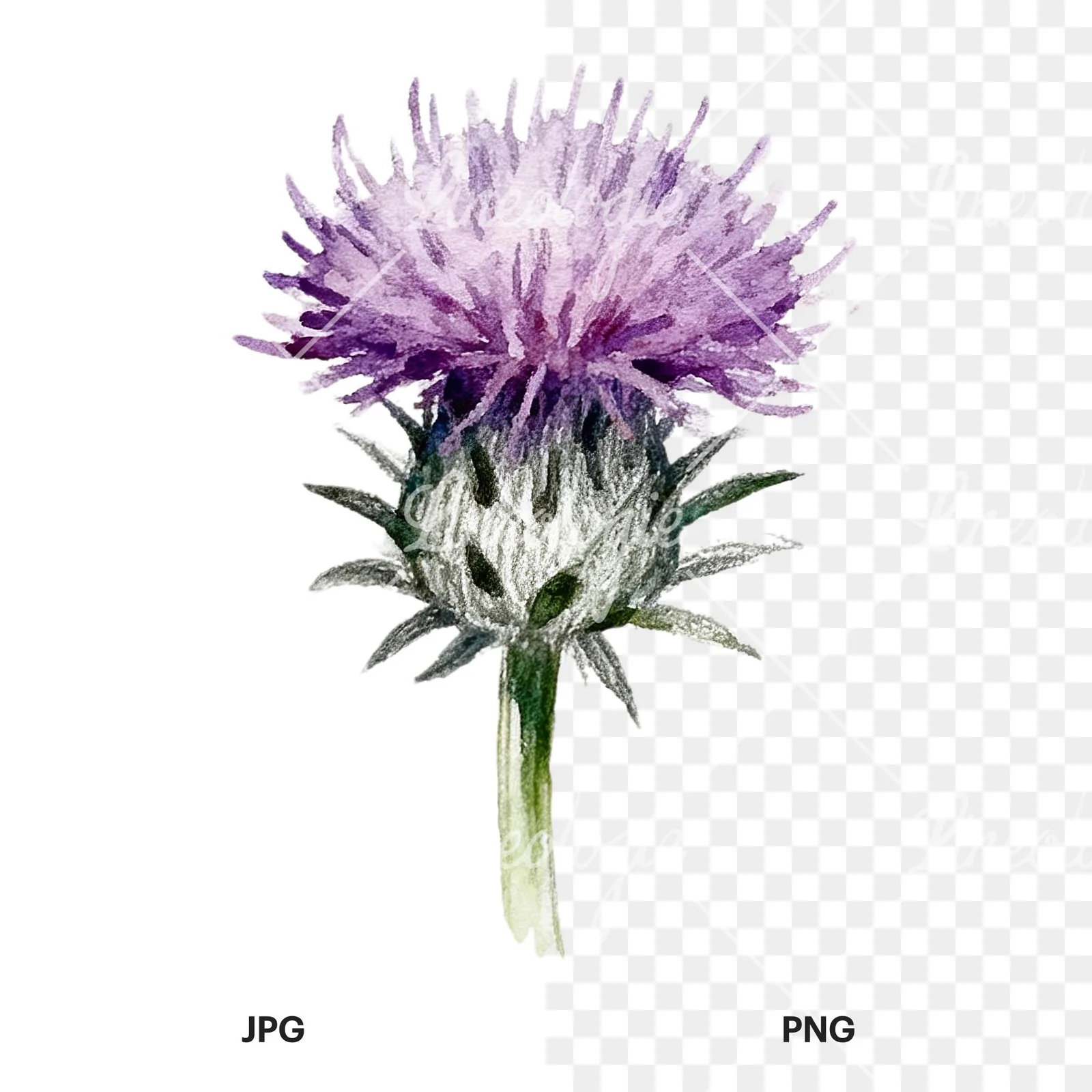 Watercolor thistle waterflower clipart 7 of 9, as a JPG on white and a transparent PNG
