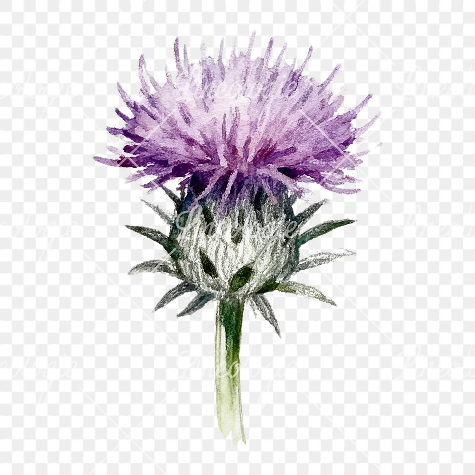 Watercolor thistle waterflower clipart 7 of 9 on a transparent background (PNG)
