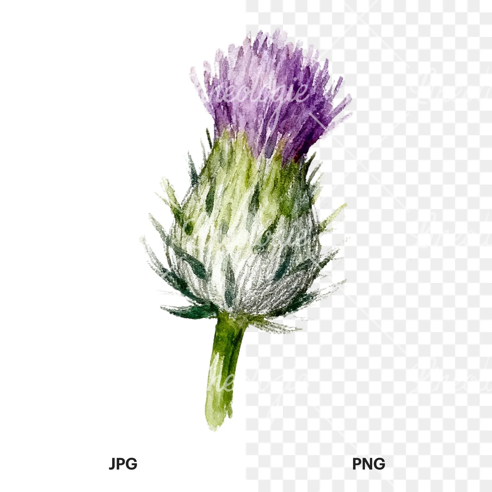 Watercolor thistle waterflower clipart 8 of 9, as a JPG on white and a transparent PNG