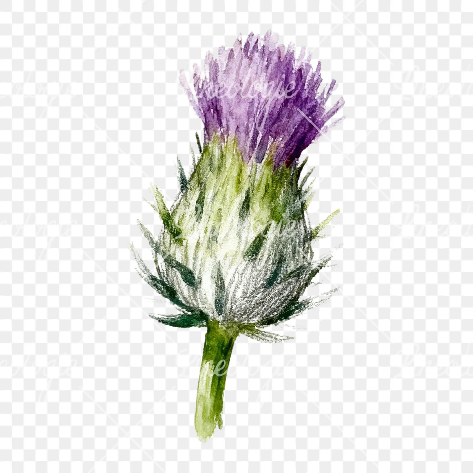 Watercolor thistle waterflower clipart 8 of 9 on a transparent background (PNG)