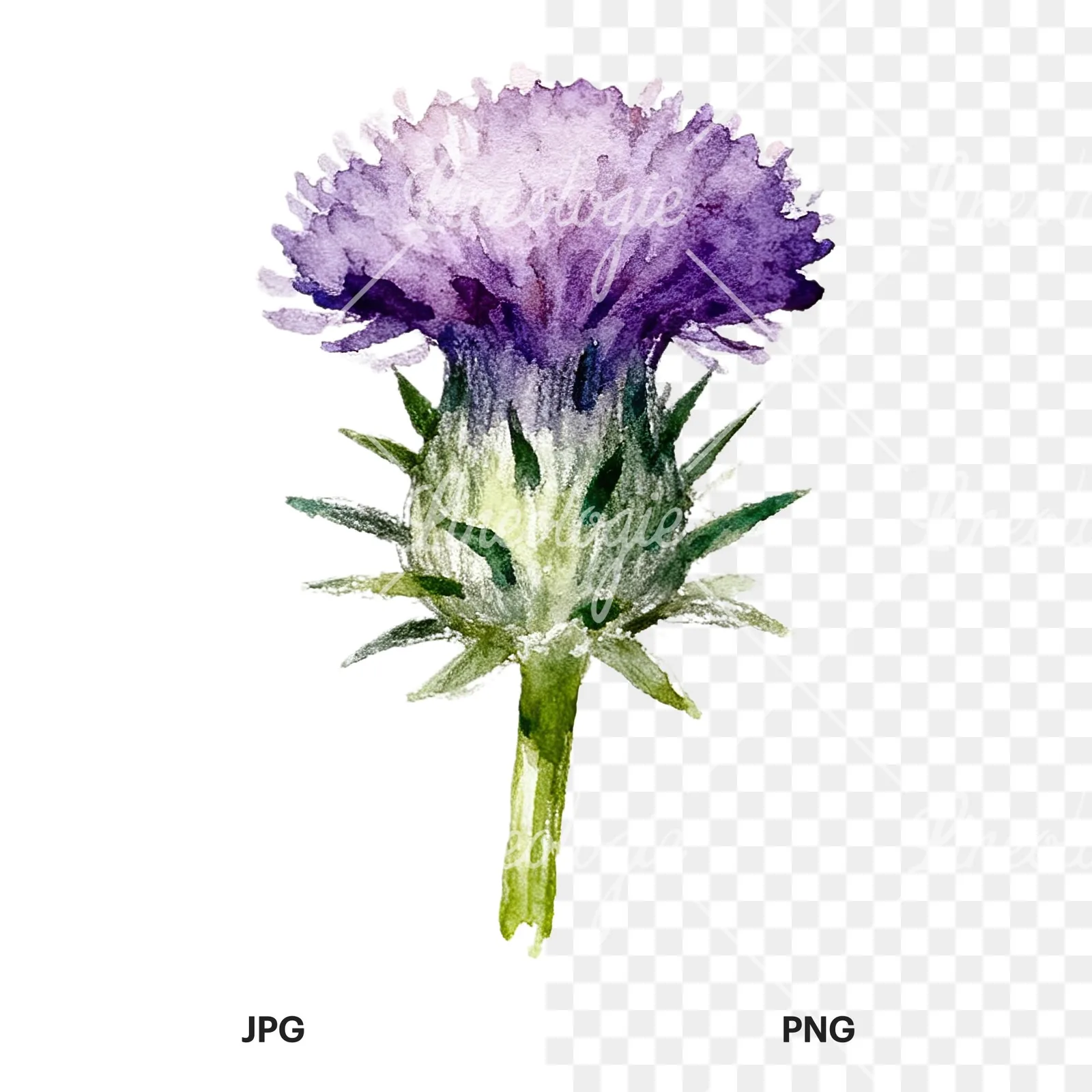 Watercolor thistle waterflower clipart 9 of 9, as a JPG on white and a transparent PNG