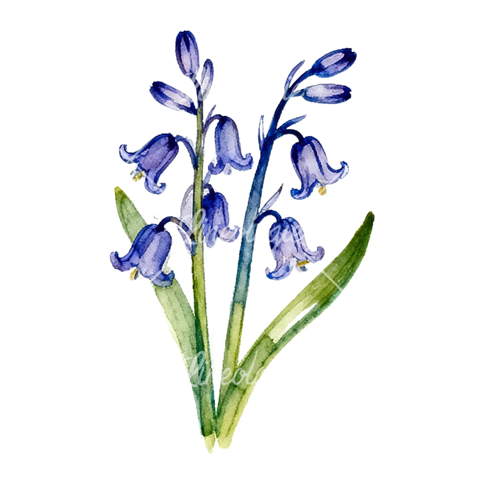 Watercolor bluebell flower bouquet clipart 1 of 9 on a white background (JPG)