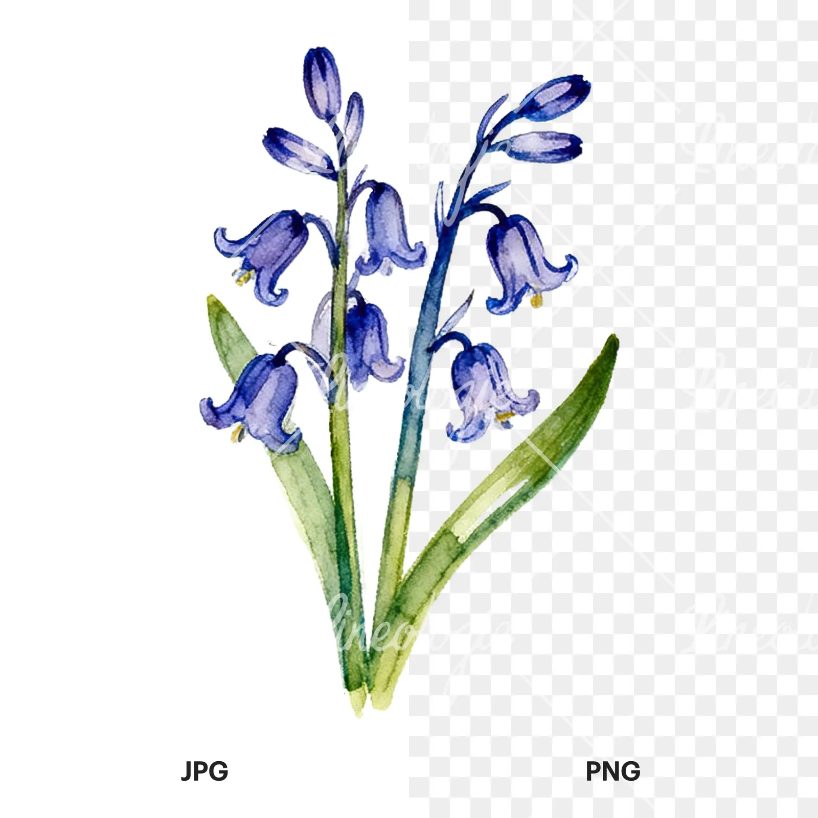 Watercolor bluebell flower bouquet clipart 1 of 9, as a JPG on white and a transparent PNG