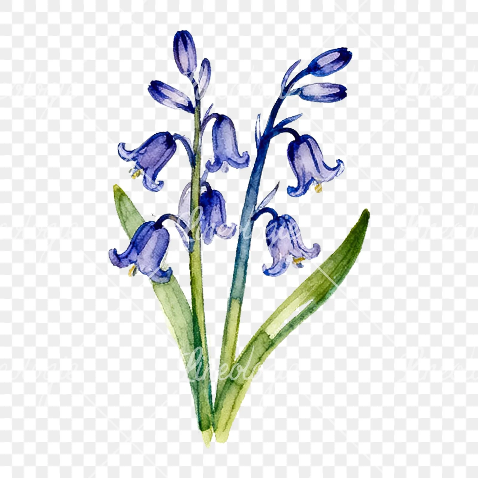 Watercolor bluebell flower bouquet clipart 1 of 9 on a transparent background (PNG)
